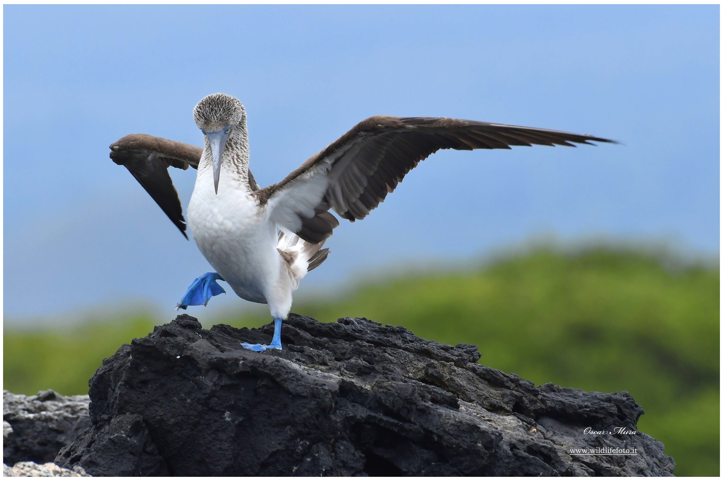 Blue footed Booby...