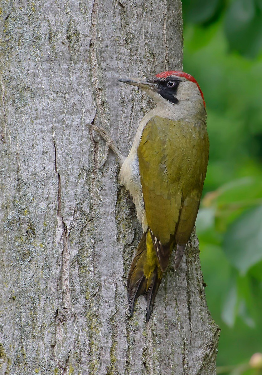Green Woodpeckers ...