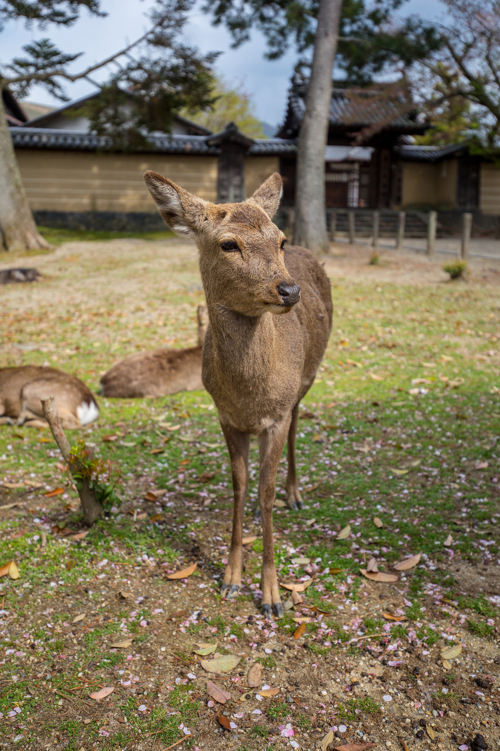 Deer, Nara Park...