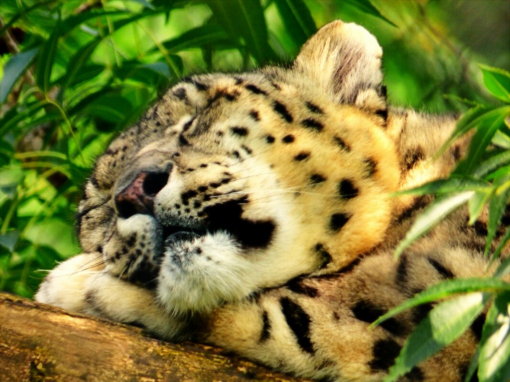 Sweet dreams...