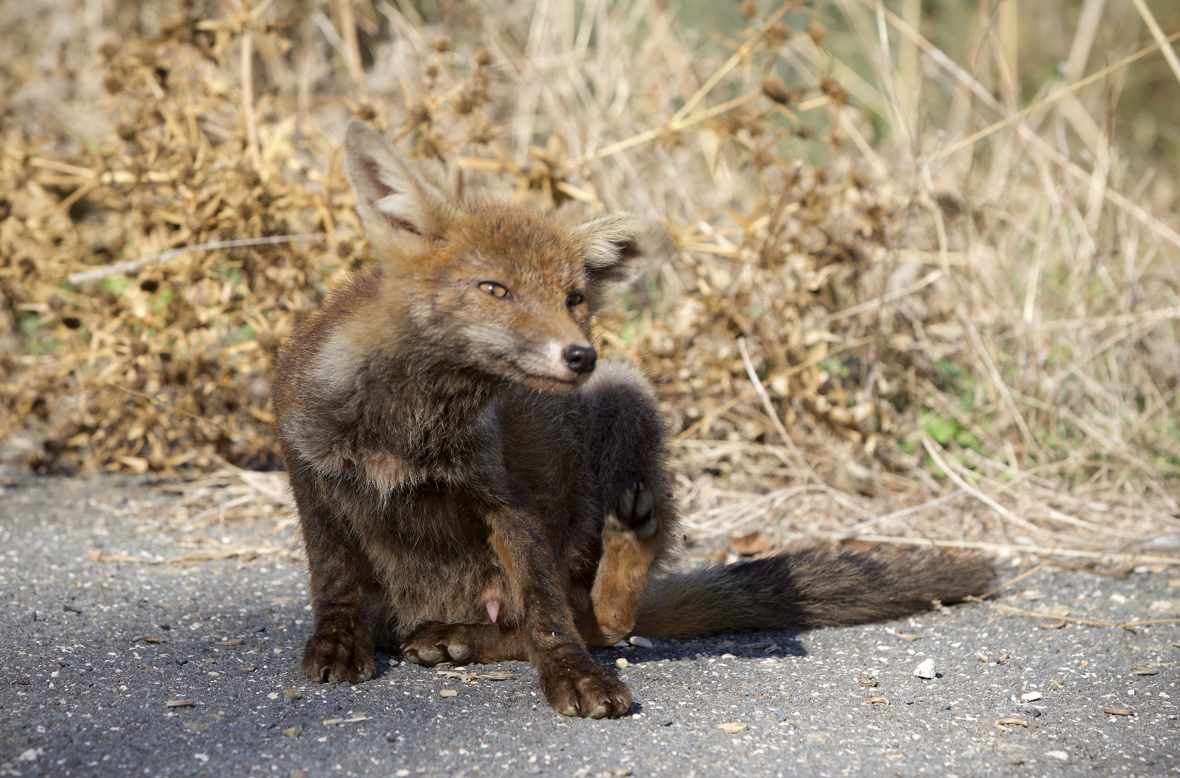 Tolfa Mounts male Fox ...