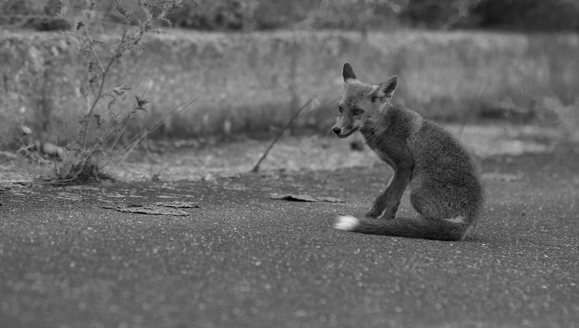 Tolfa Mounts male Fox ...