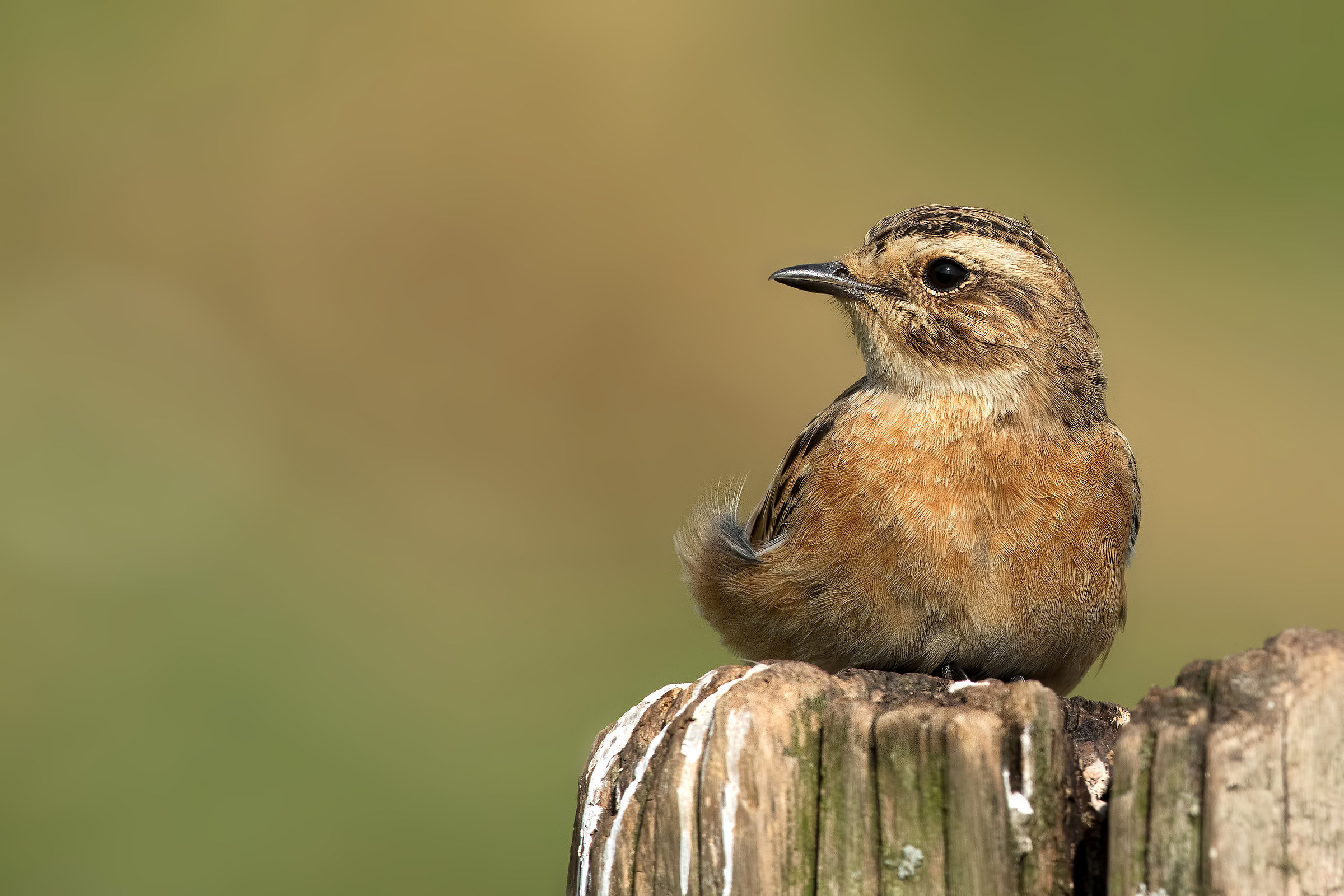 The rest of the Whinchat...