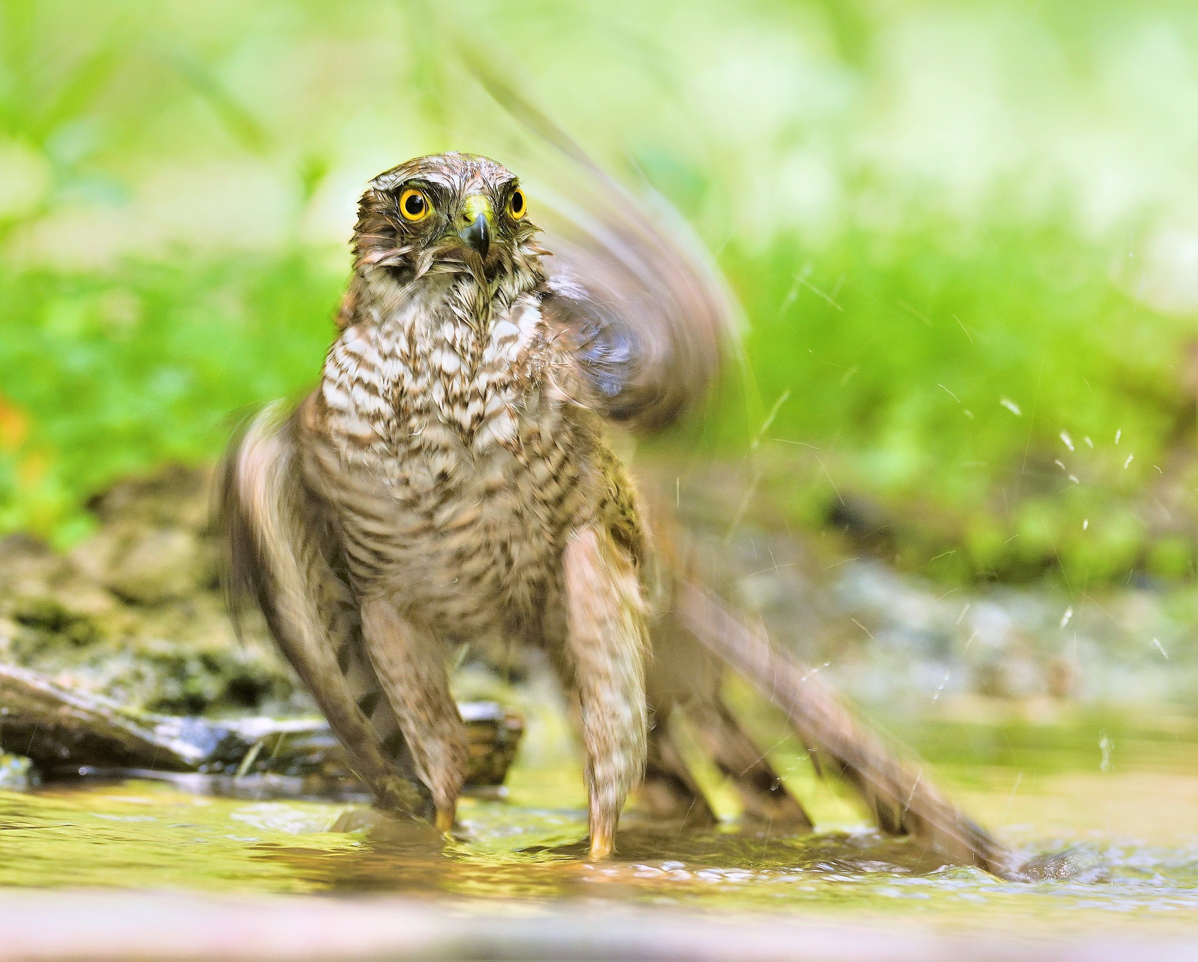 Young Sparrowhawk...