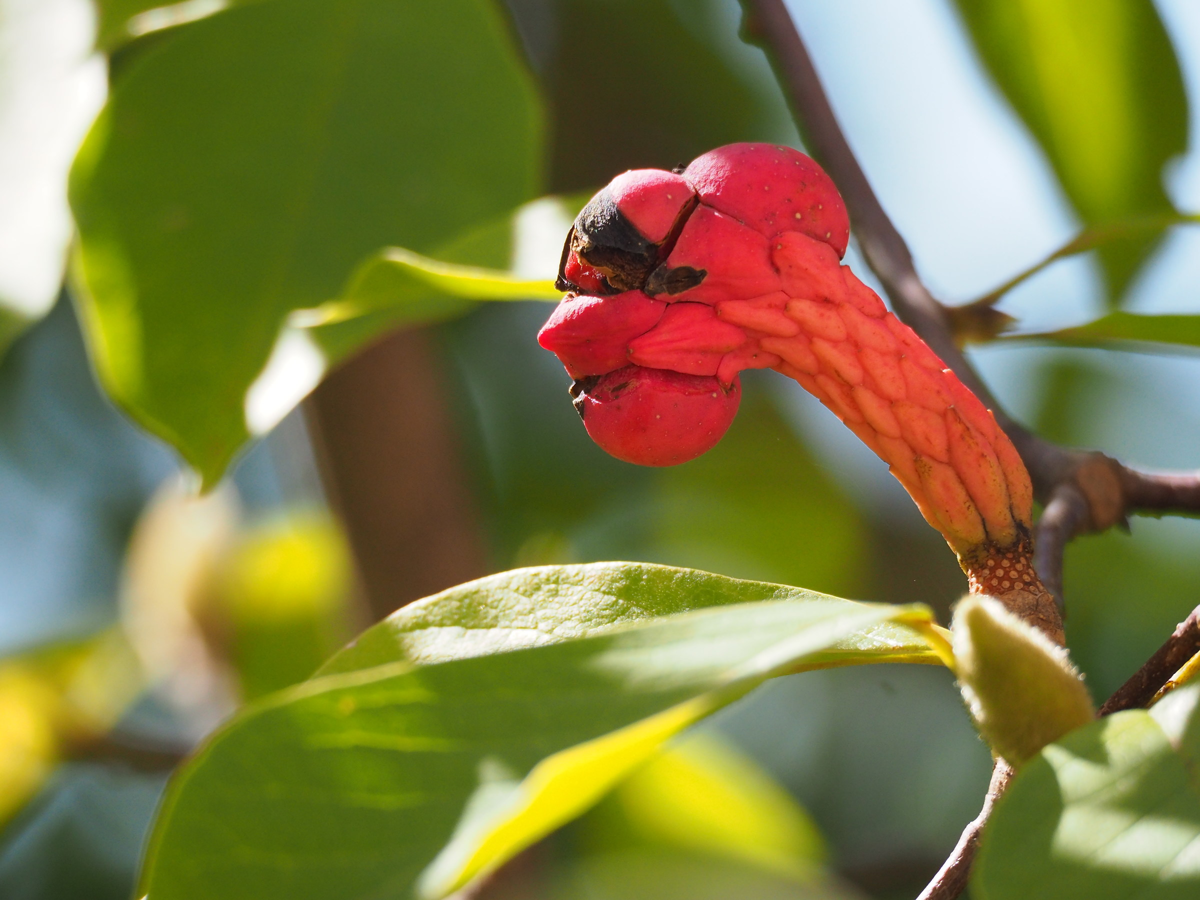Devilish Fruit of Magnolia...