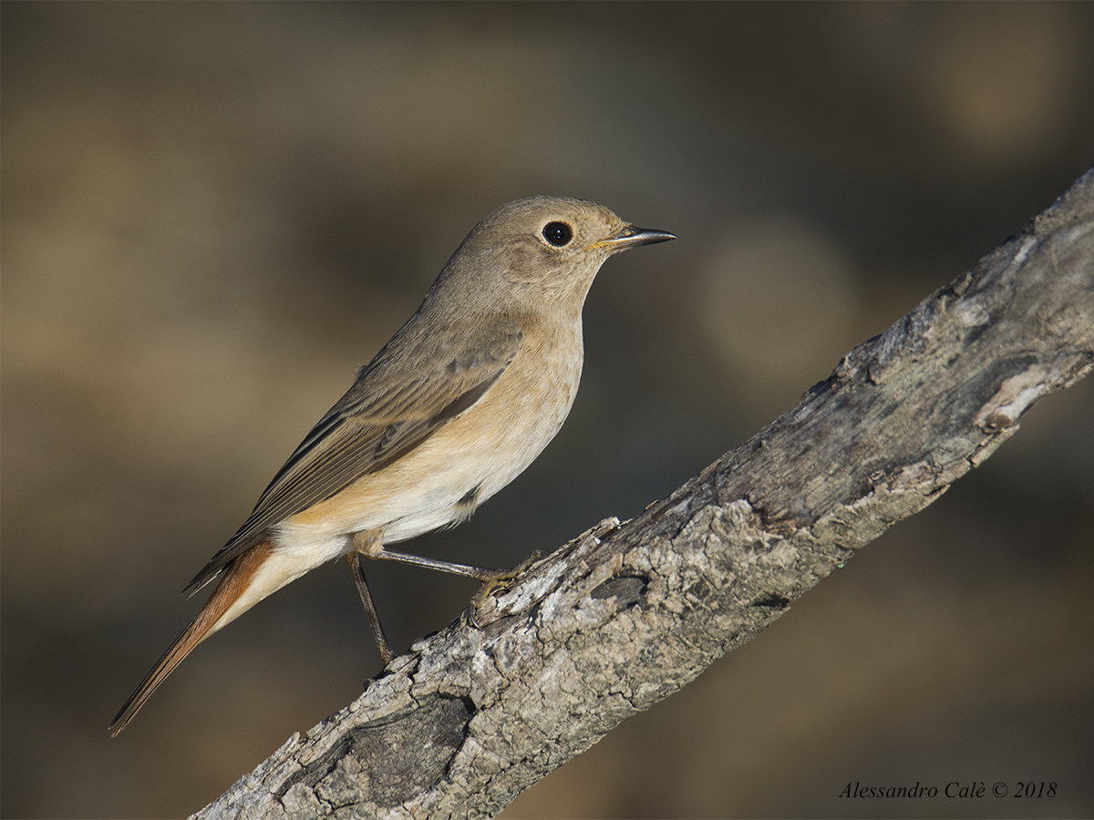 Phoenicurus Phoenicurus (Codirosso F) 2178...