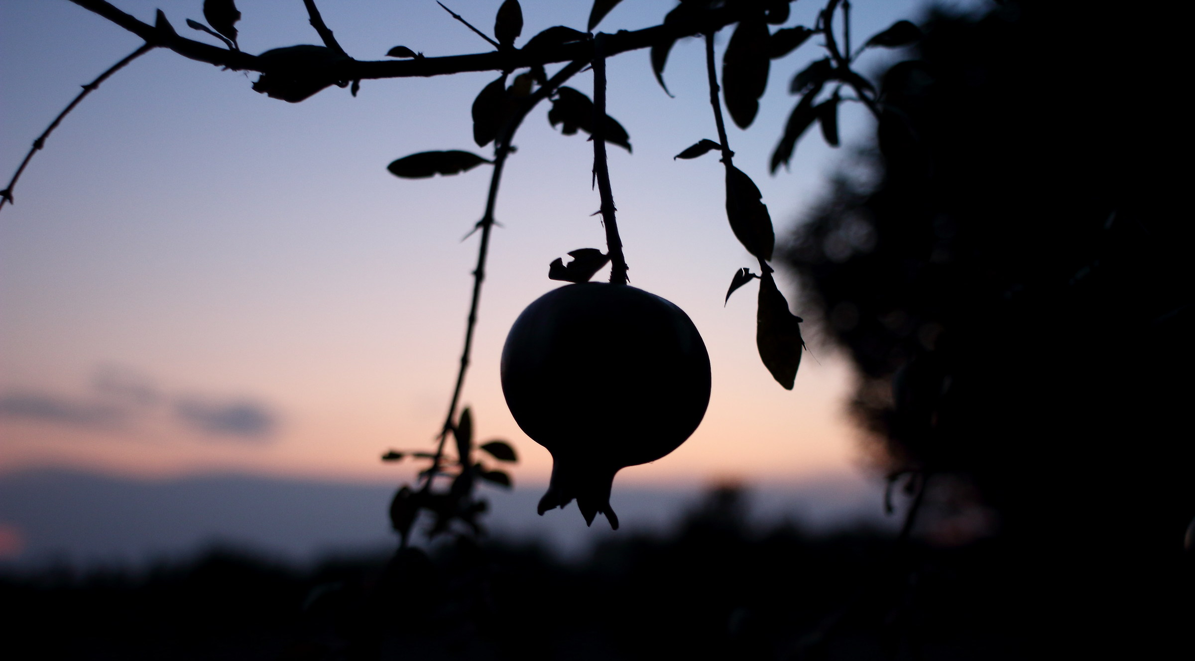 Silhouette at dusk, Yashica 28mm f2.8...