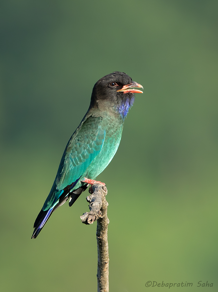 Dollar Bird...