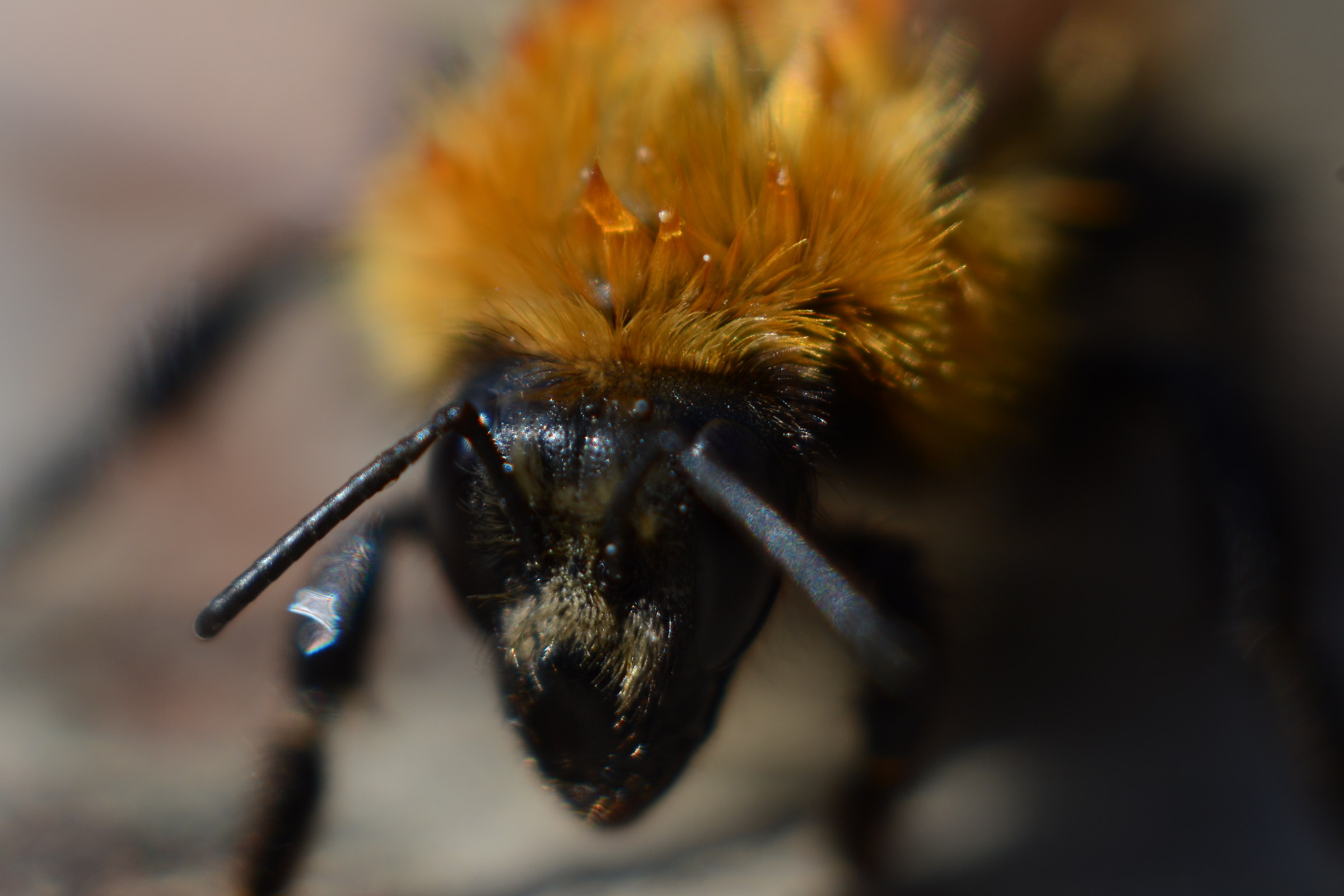 Bumblebee...