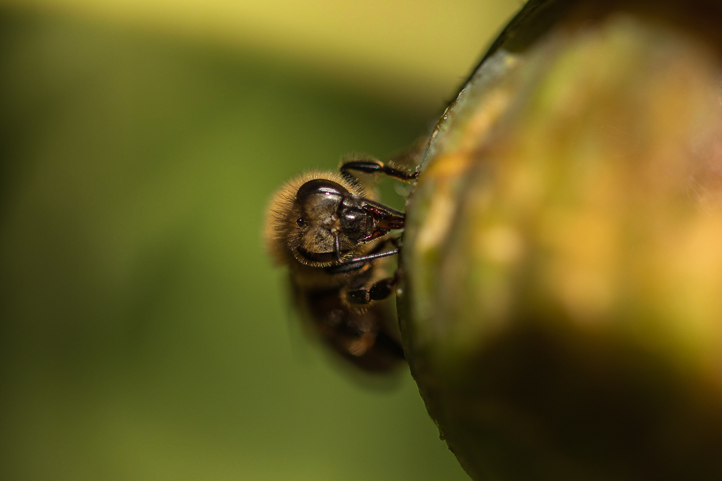 Bee on Fig...