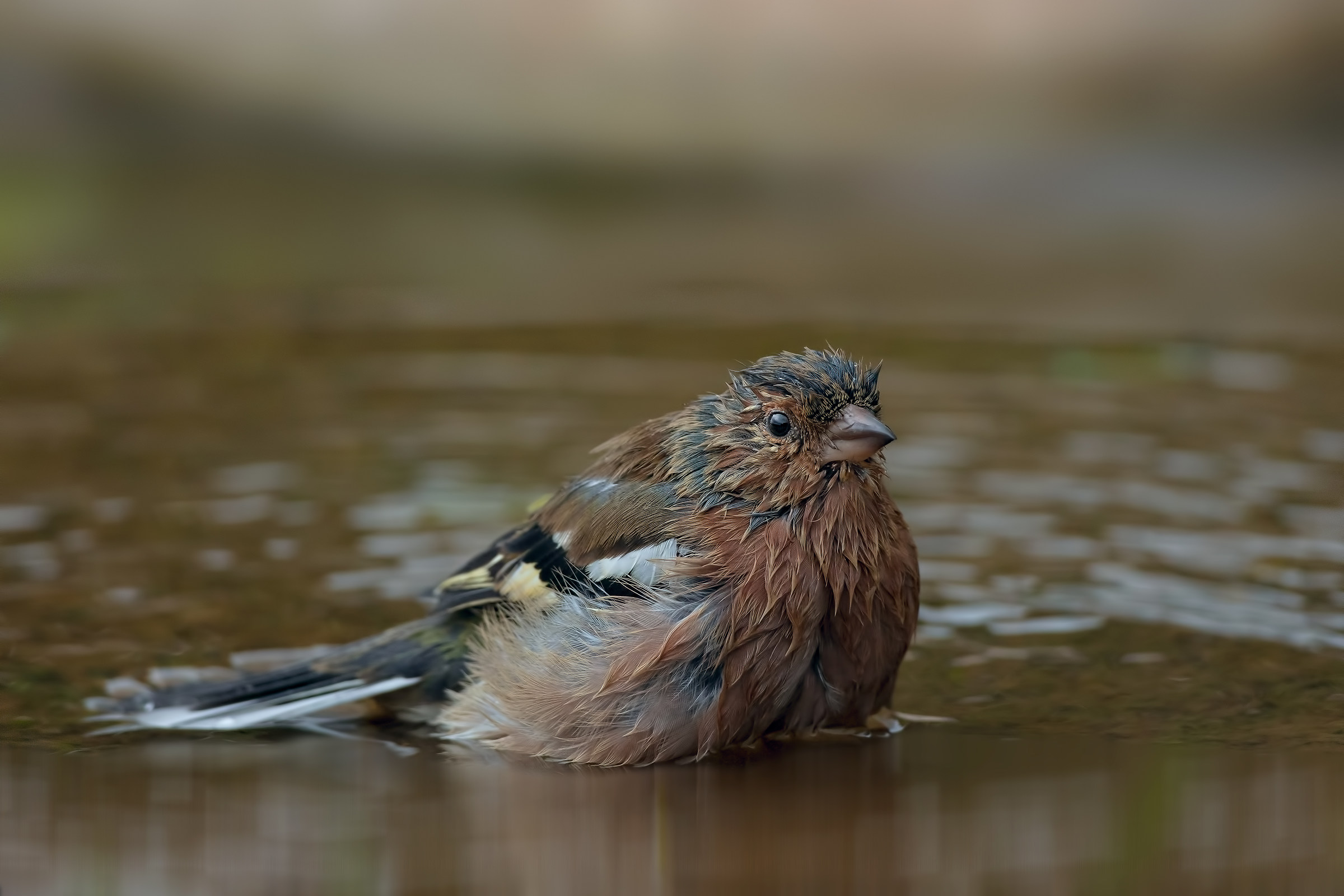 Chaffinch...