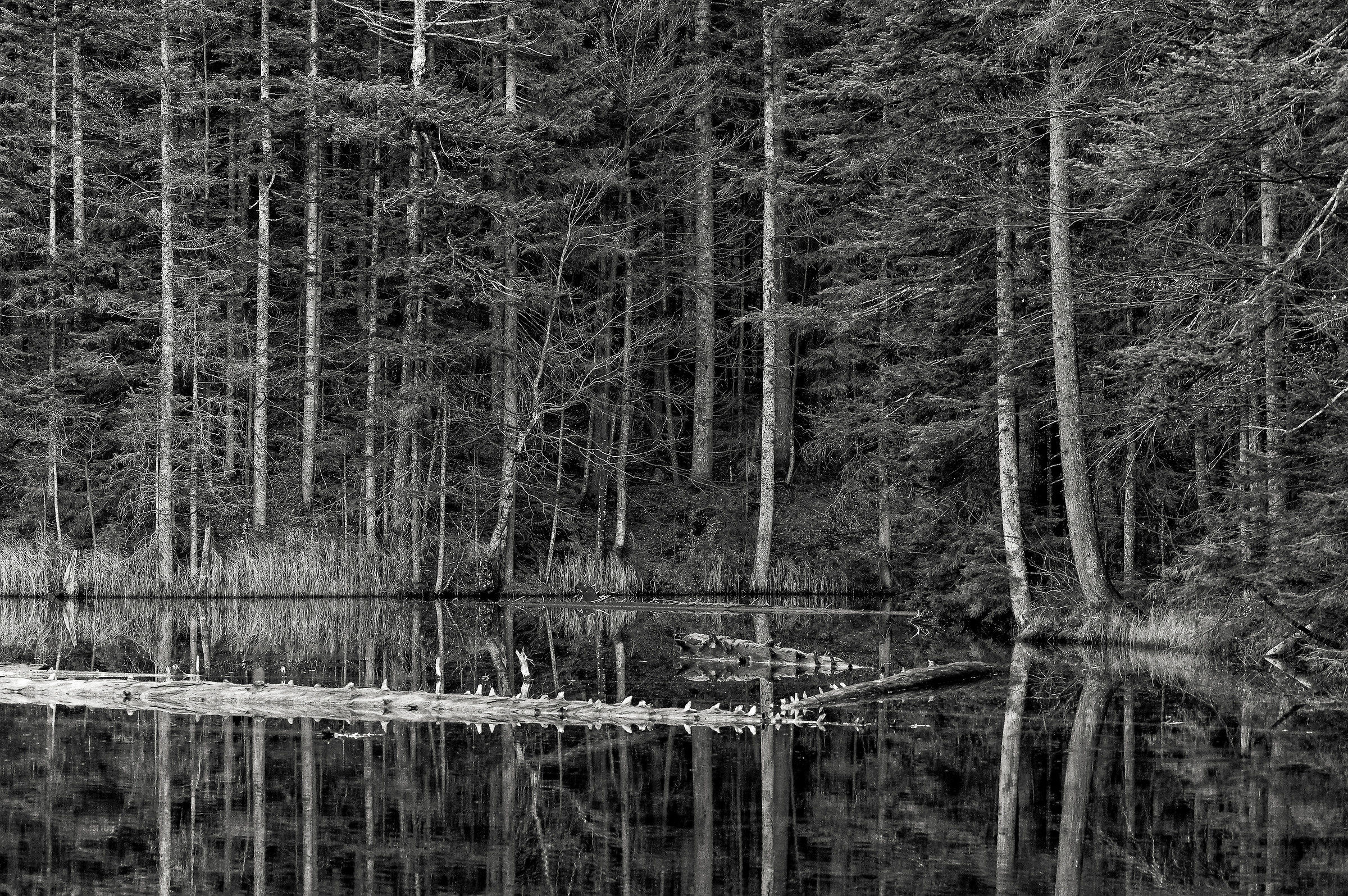 Lake Bodensee-AUSTRIA- ...