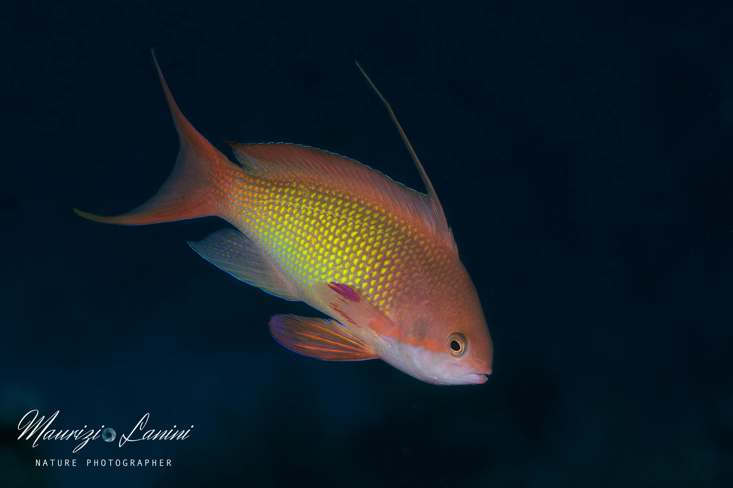 Anthias maschio...