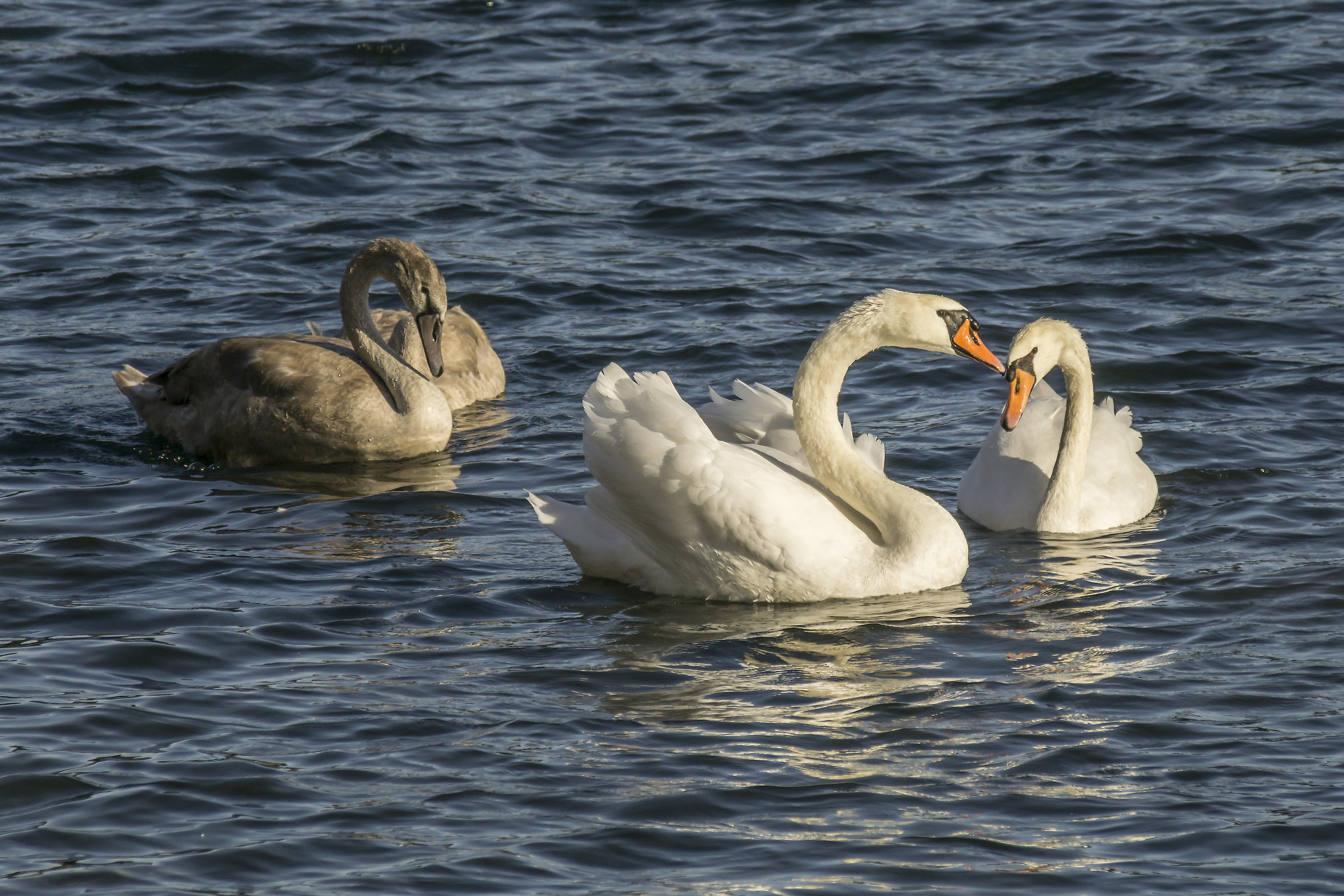 Couple of swans with two teenagers...