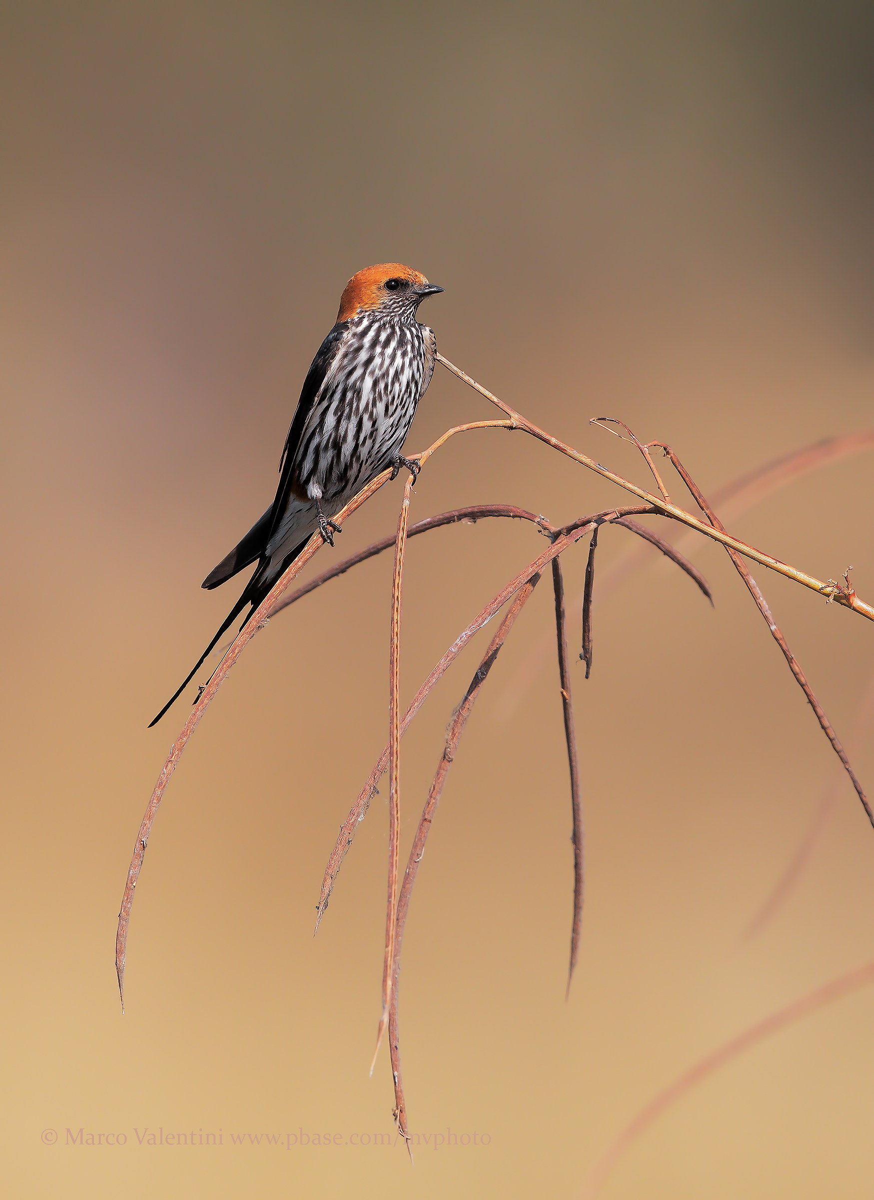 Lesser striped swallow...