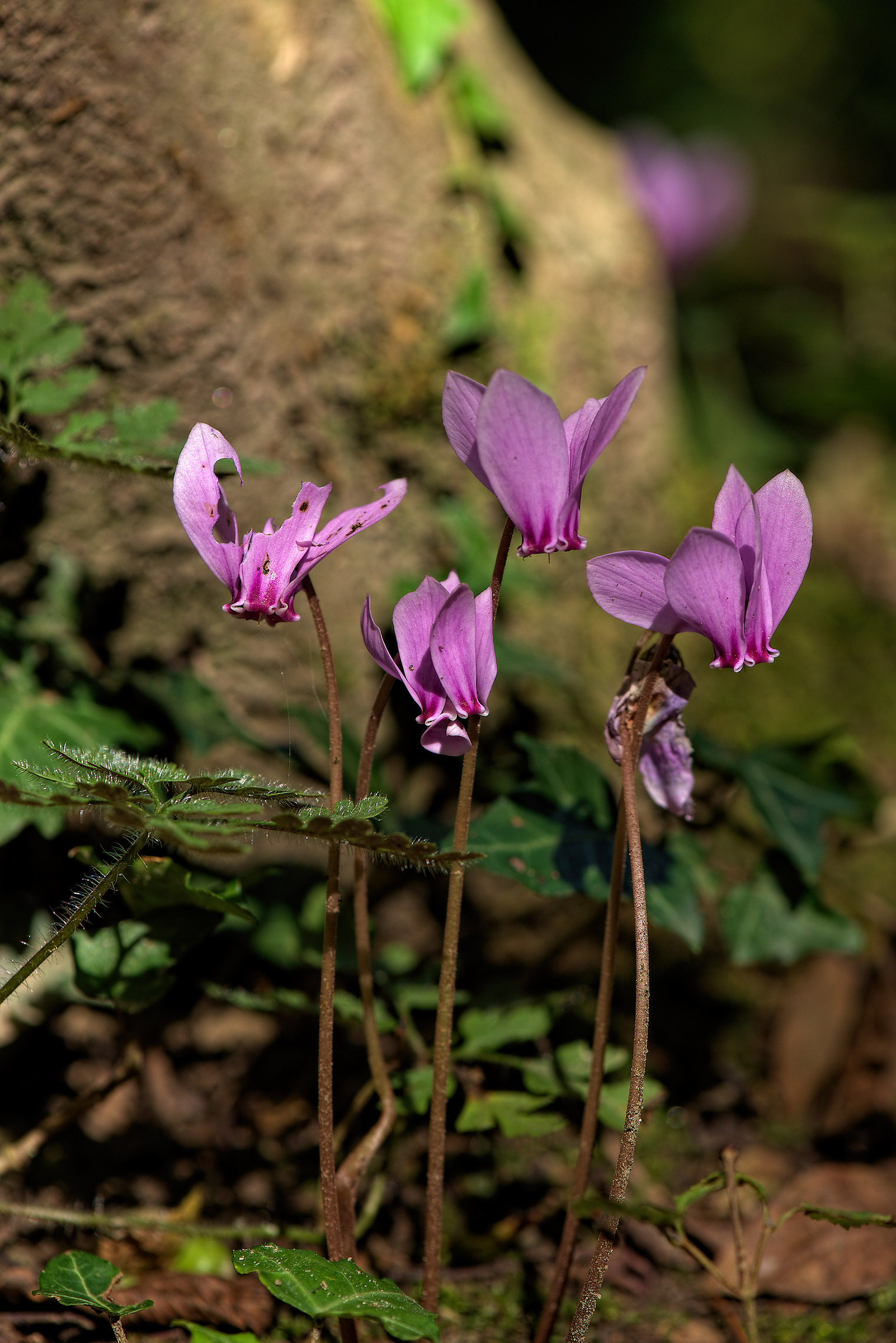 Cyclamen...