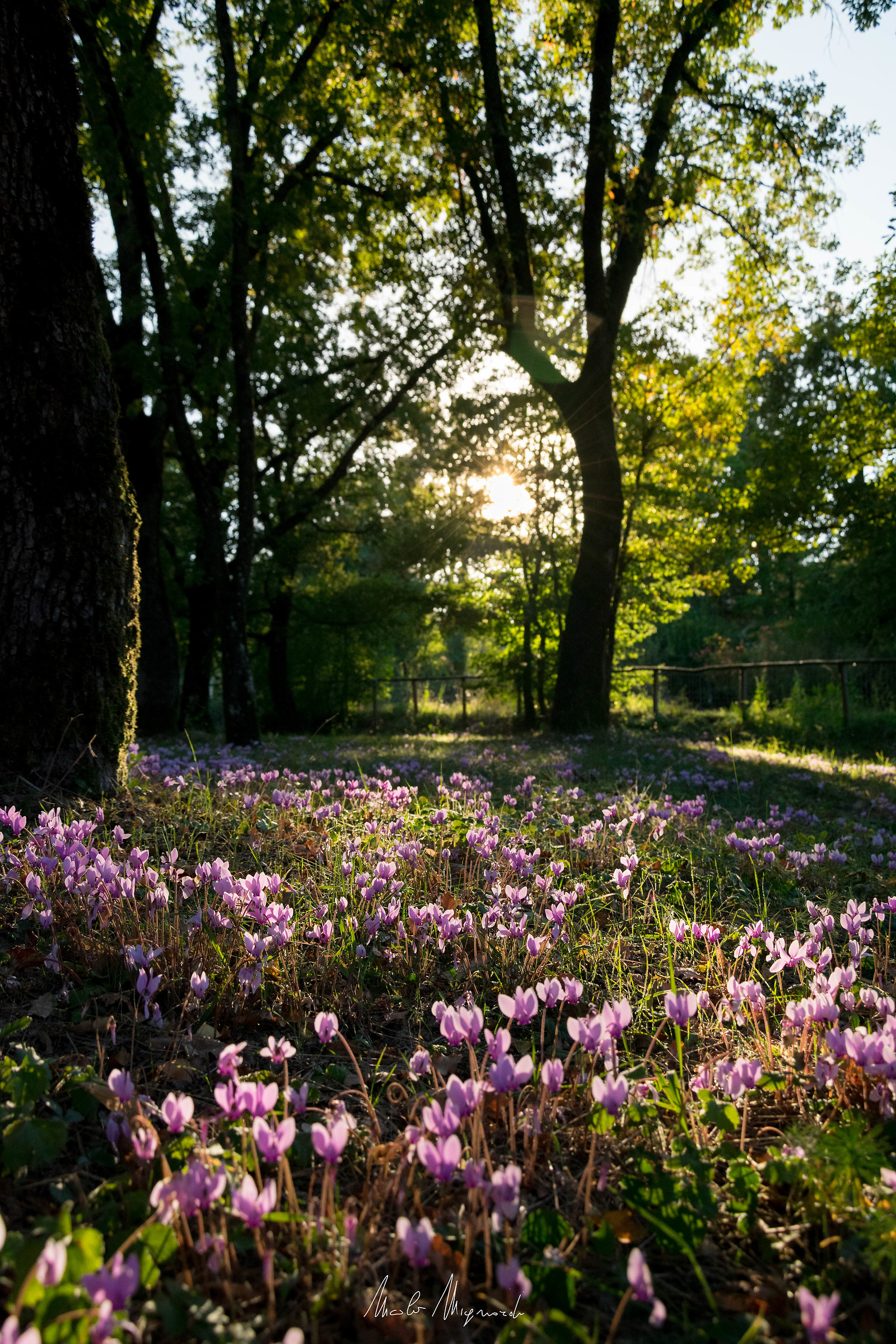 Early autumn Cyclamen...