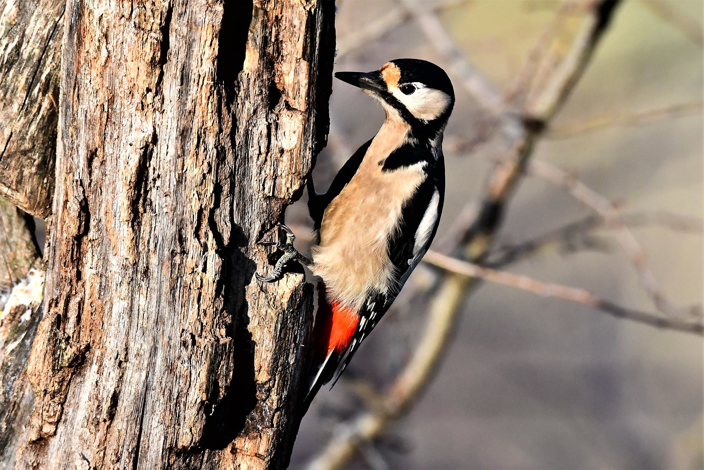 Red Woodpeckers...