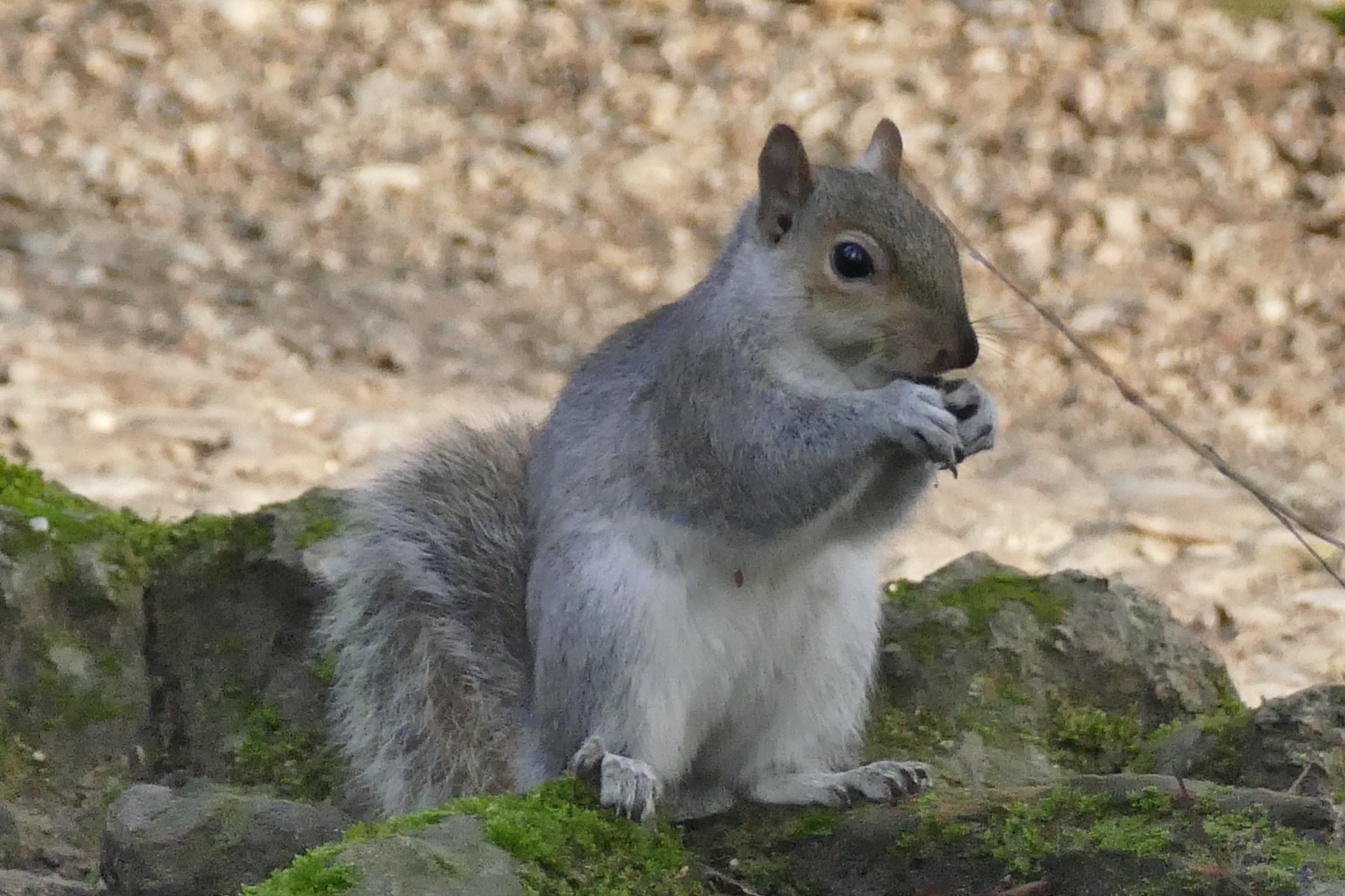 scoiattolo grigio...