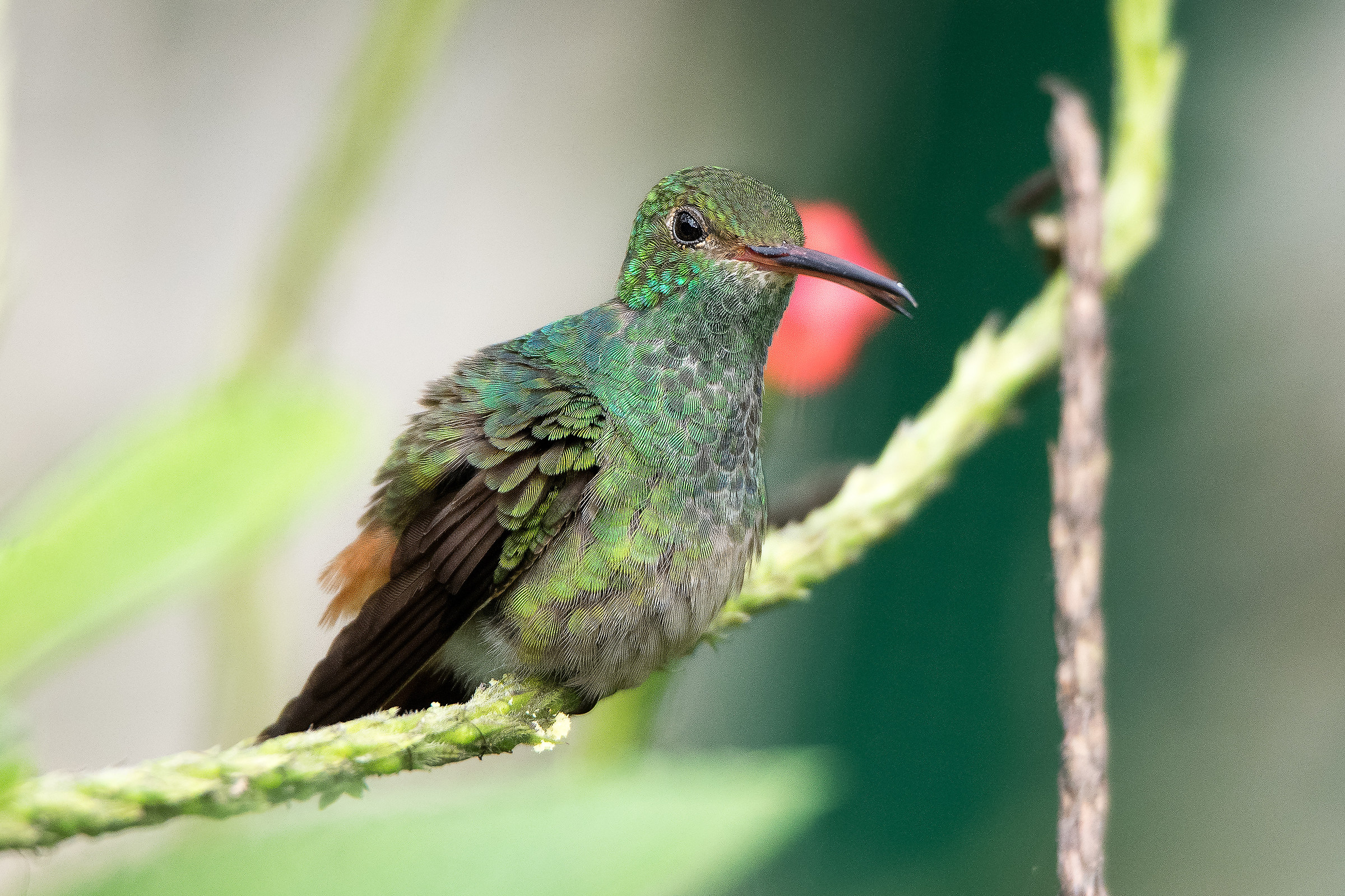 Colibri Costa Rica...