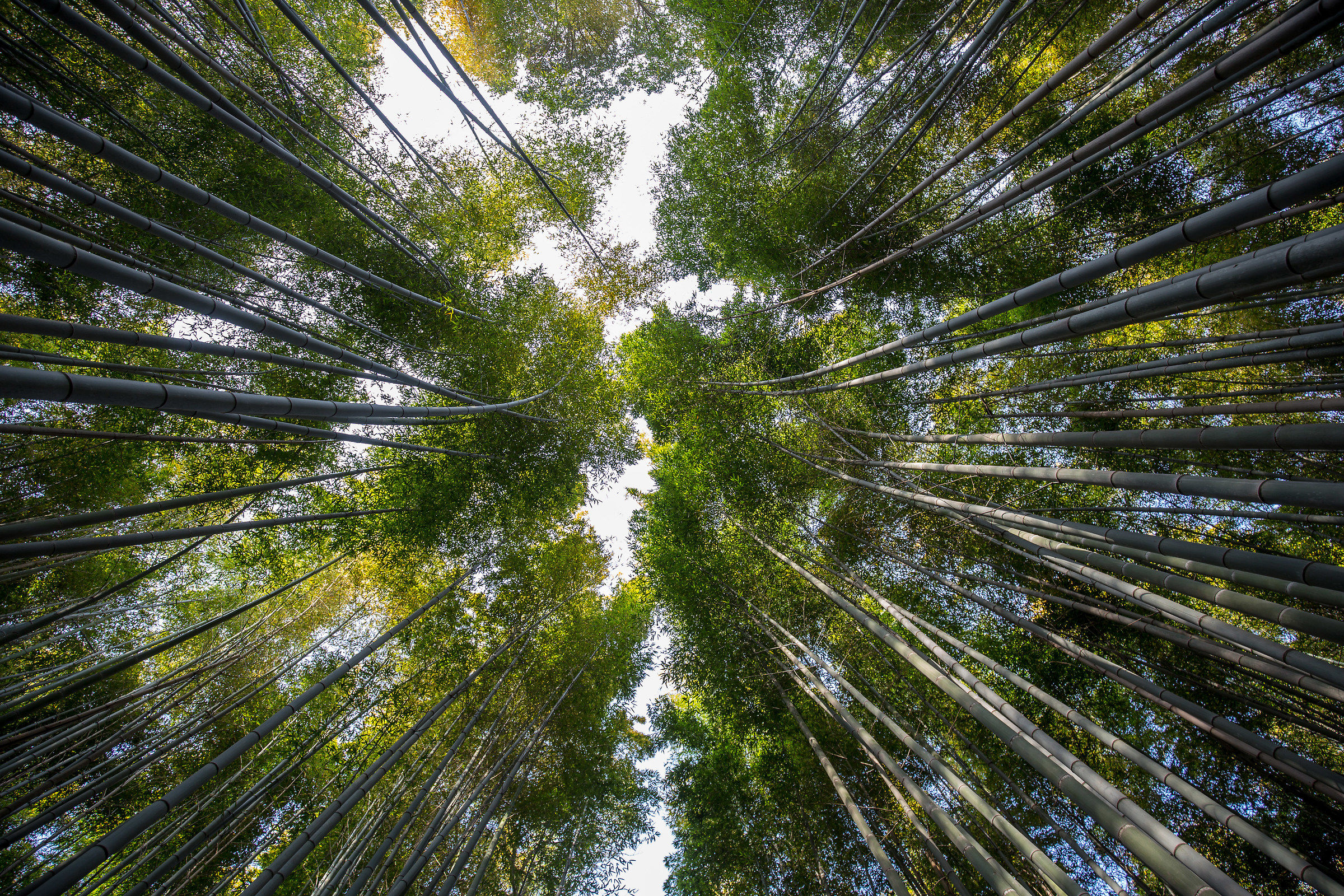Foresta di bambù di Arashiyama...