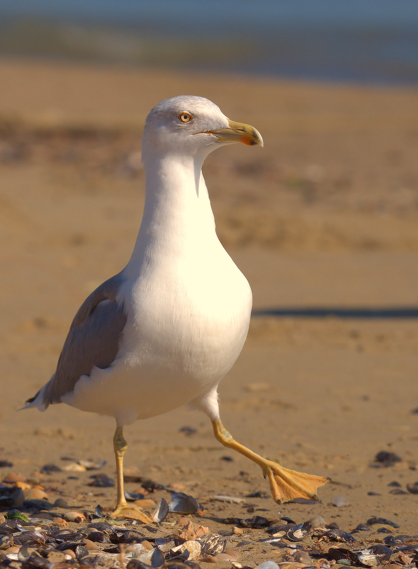 Real Seagull...