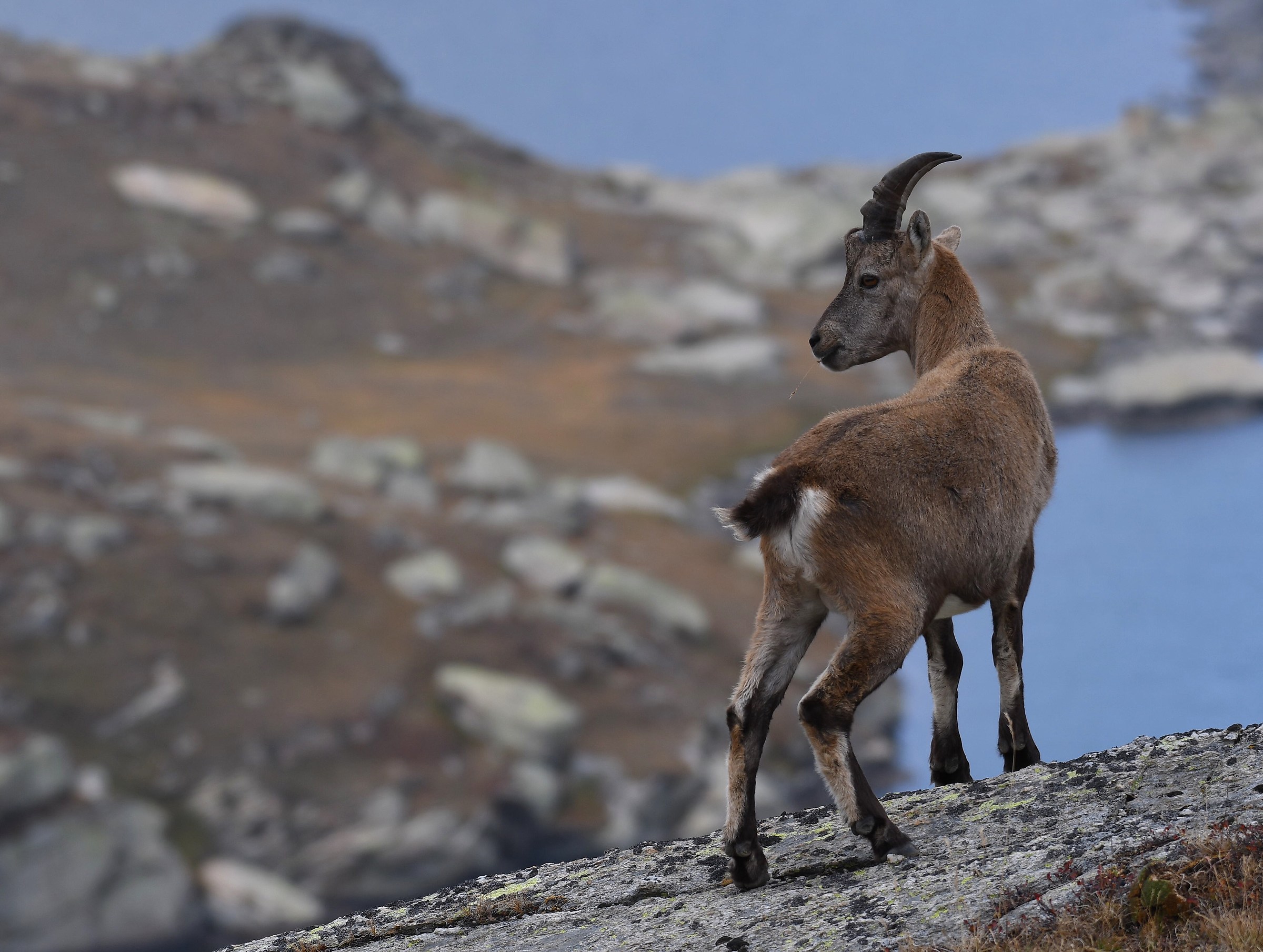 Young Alpine Ibex...