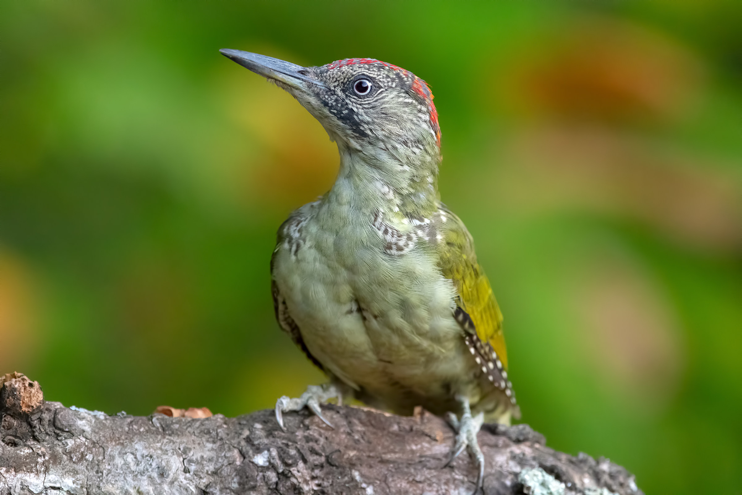 My new friend at the cabin,,, Green woodpeckers ...