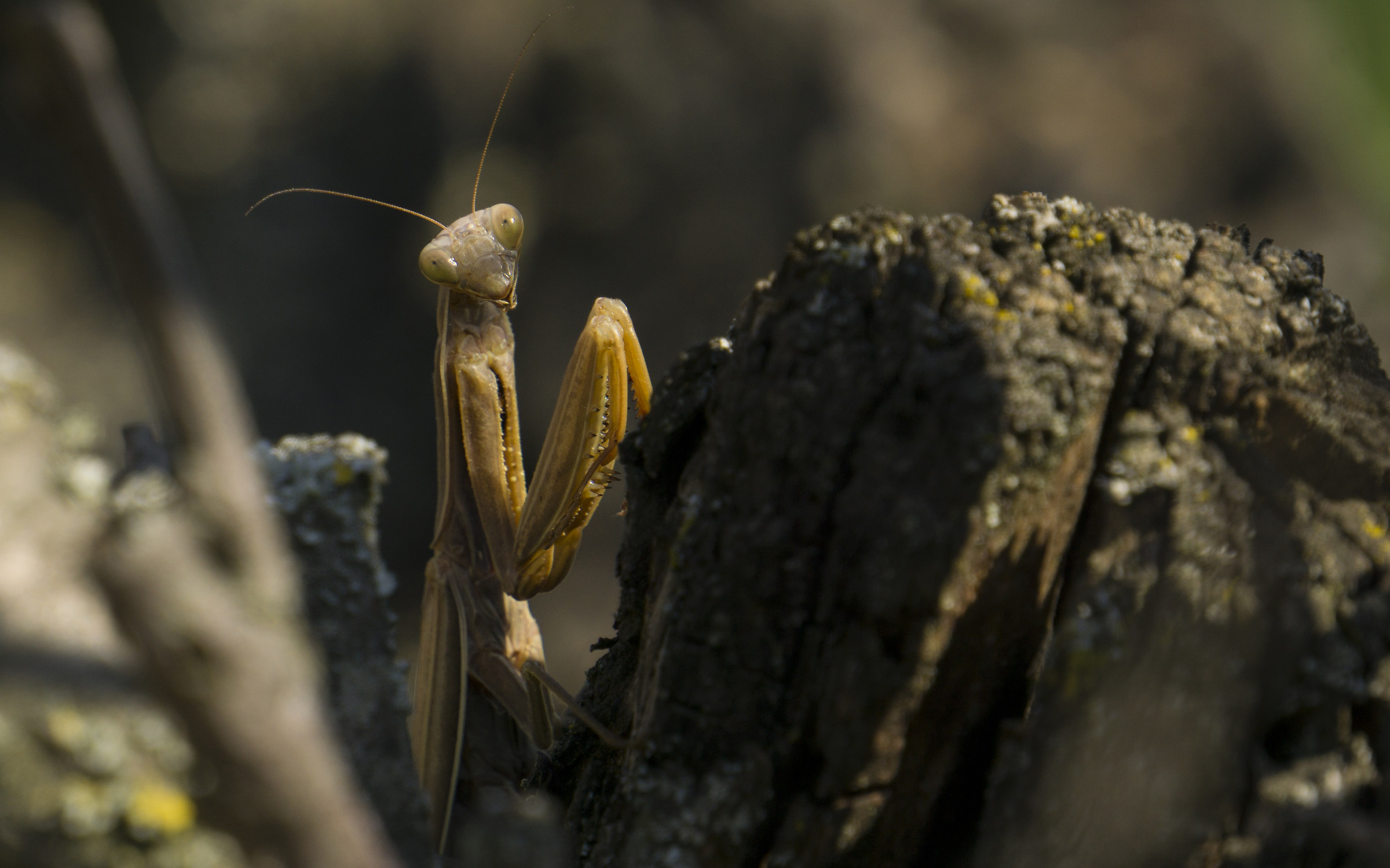 Mantis in the brown phase-Sarezzano (AL)...
