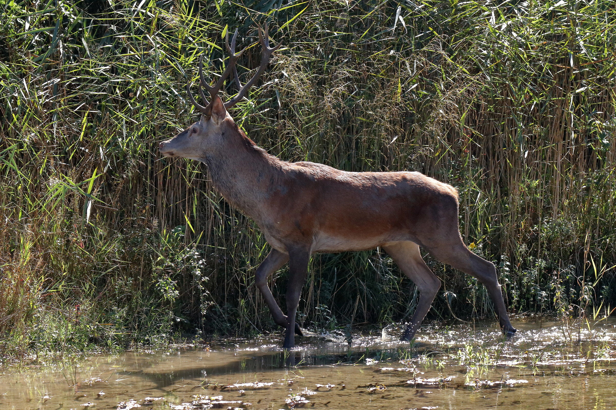 Deer at the Piave...