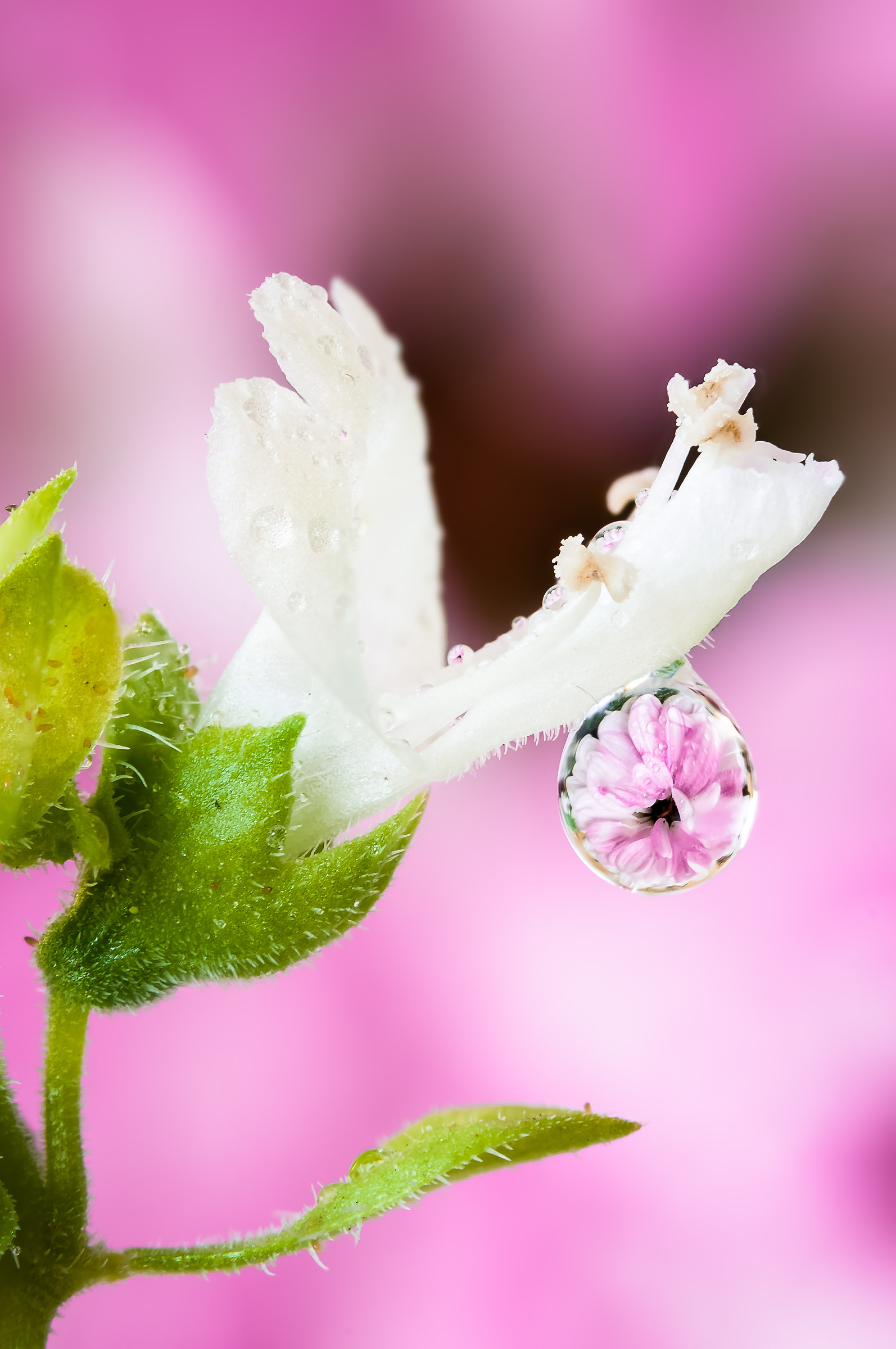 Drops Flowers Gocce Fiori Riflessi Mario Nicorelli...