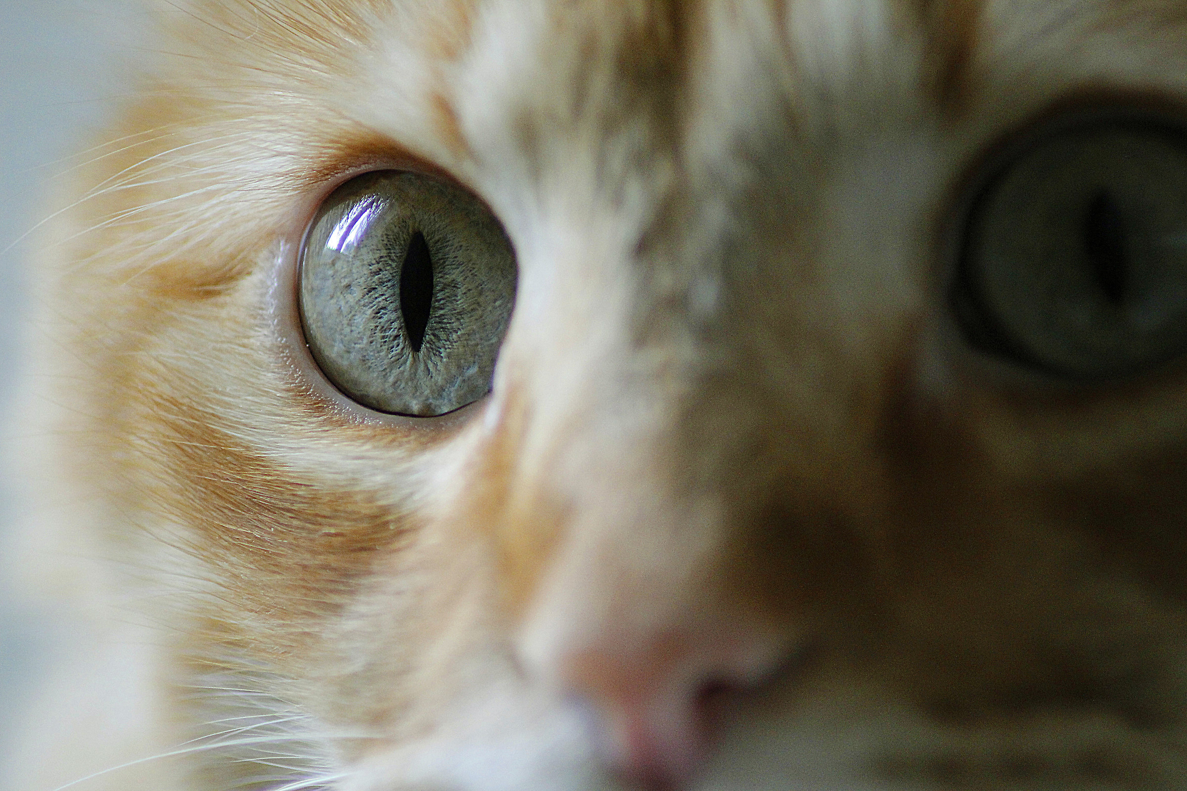 Occhi di gatto...