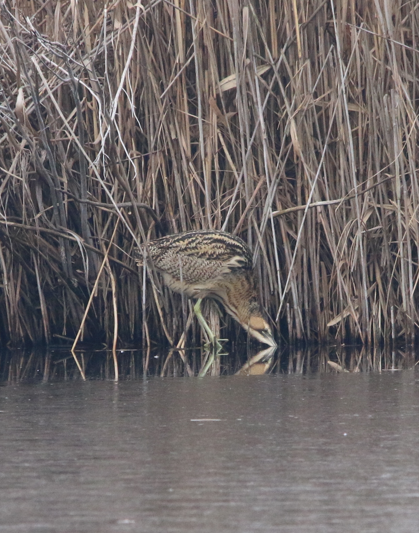 Bittern...