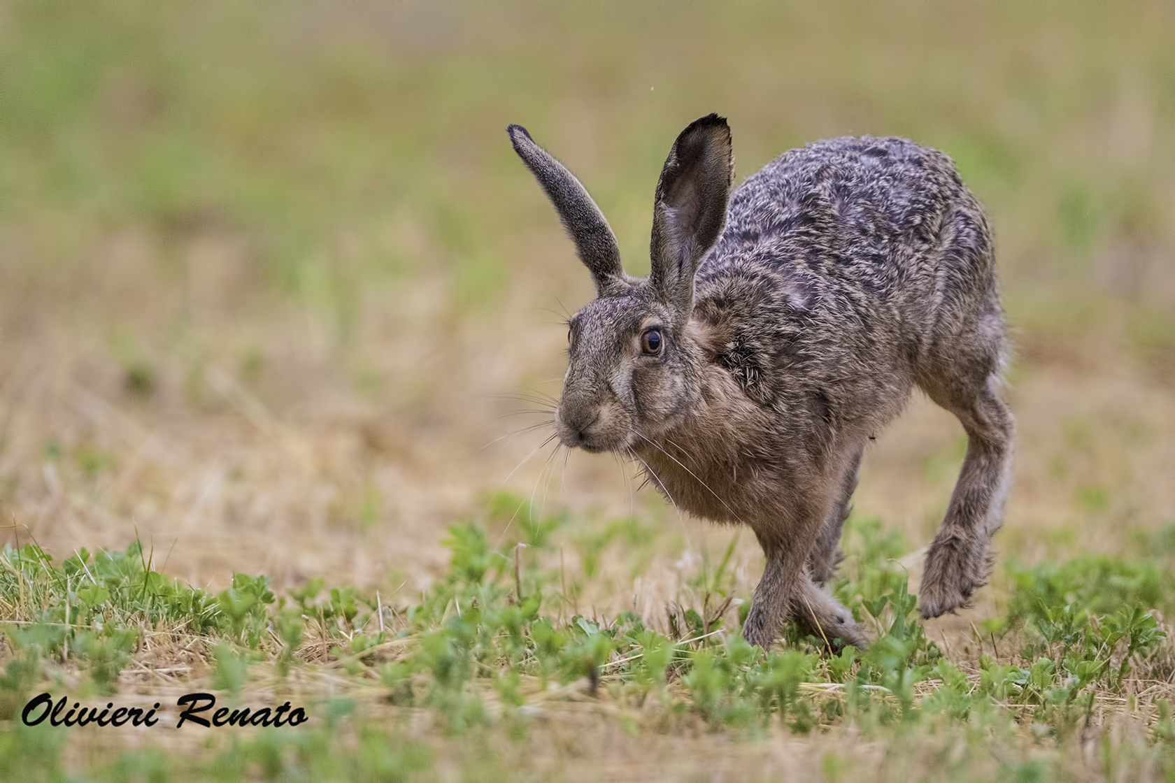 racing hare (Lepus europaeus)...