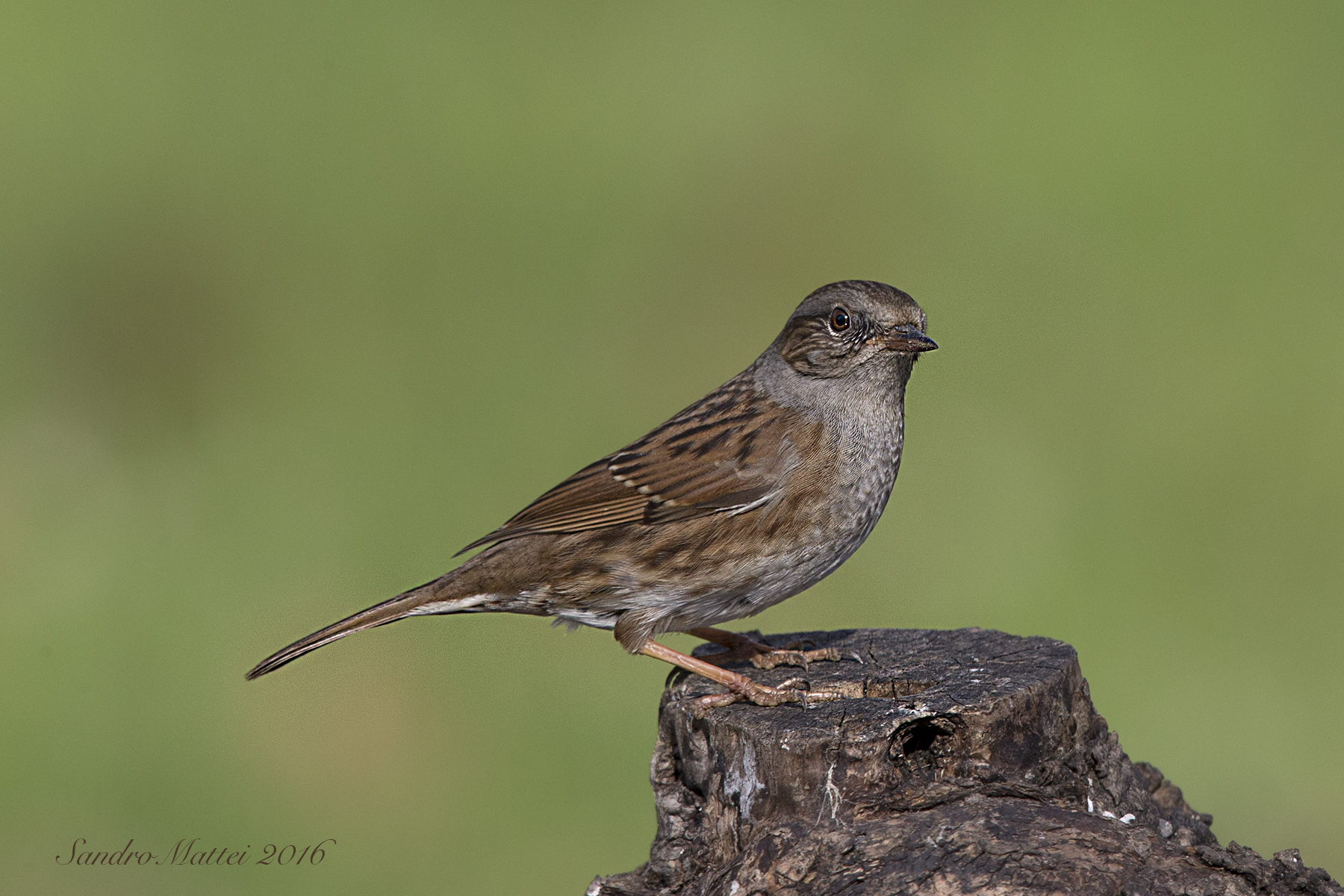 Dunnock...