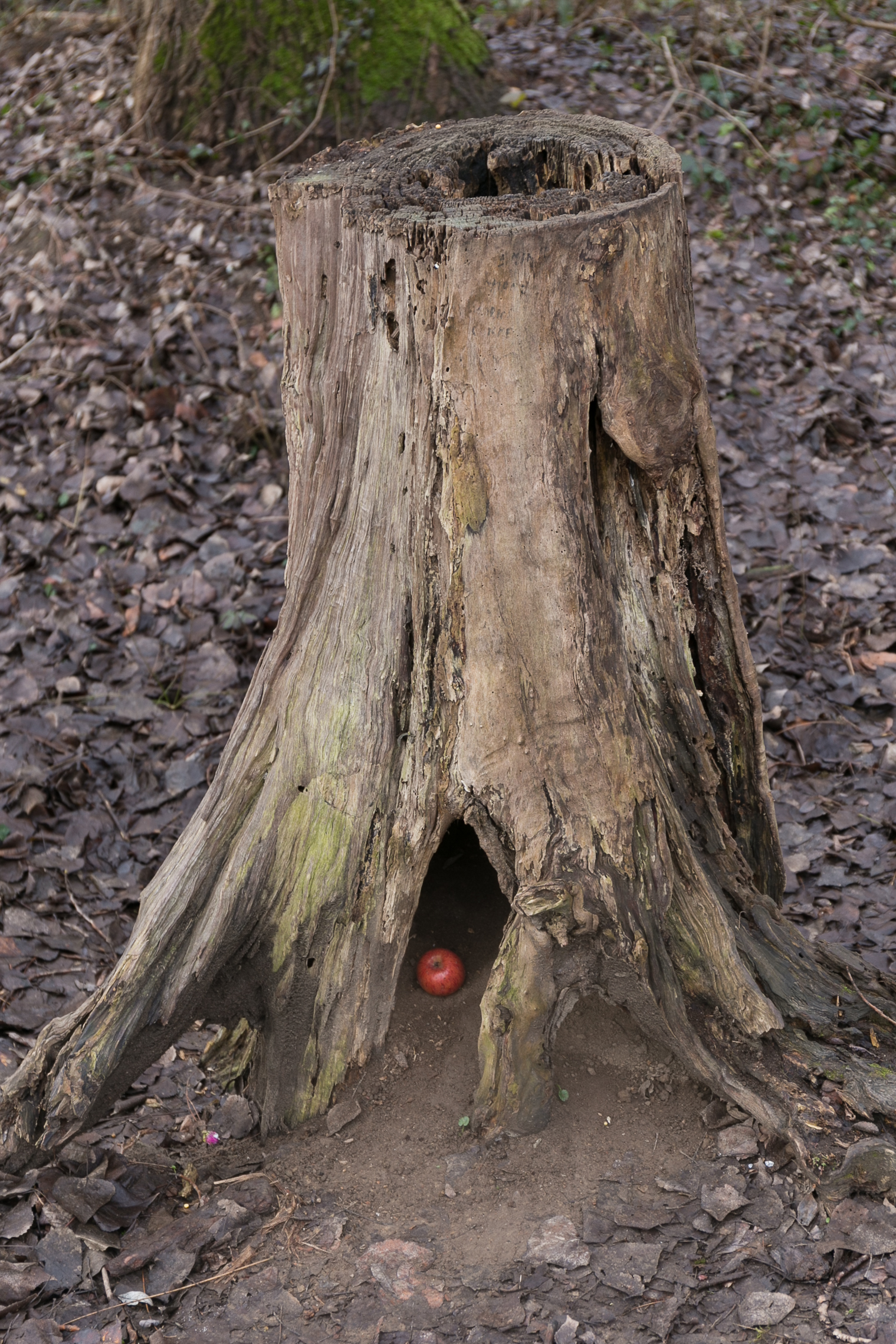 The apple of Snow White...