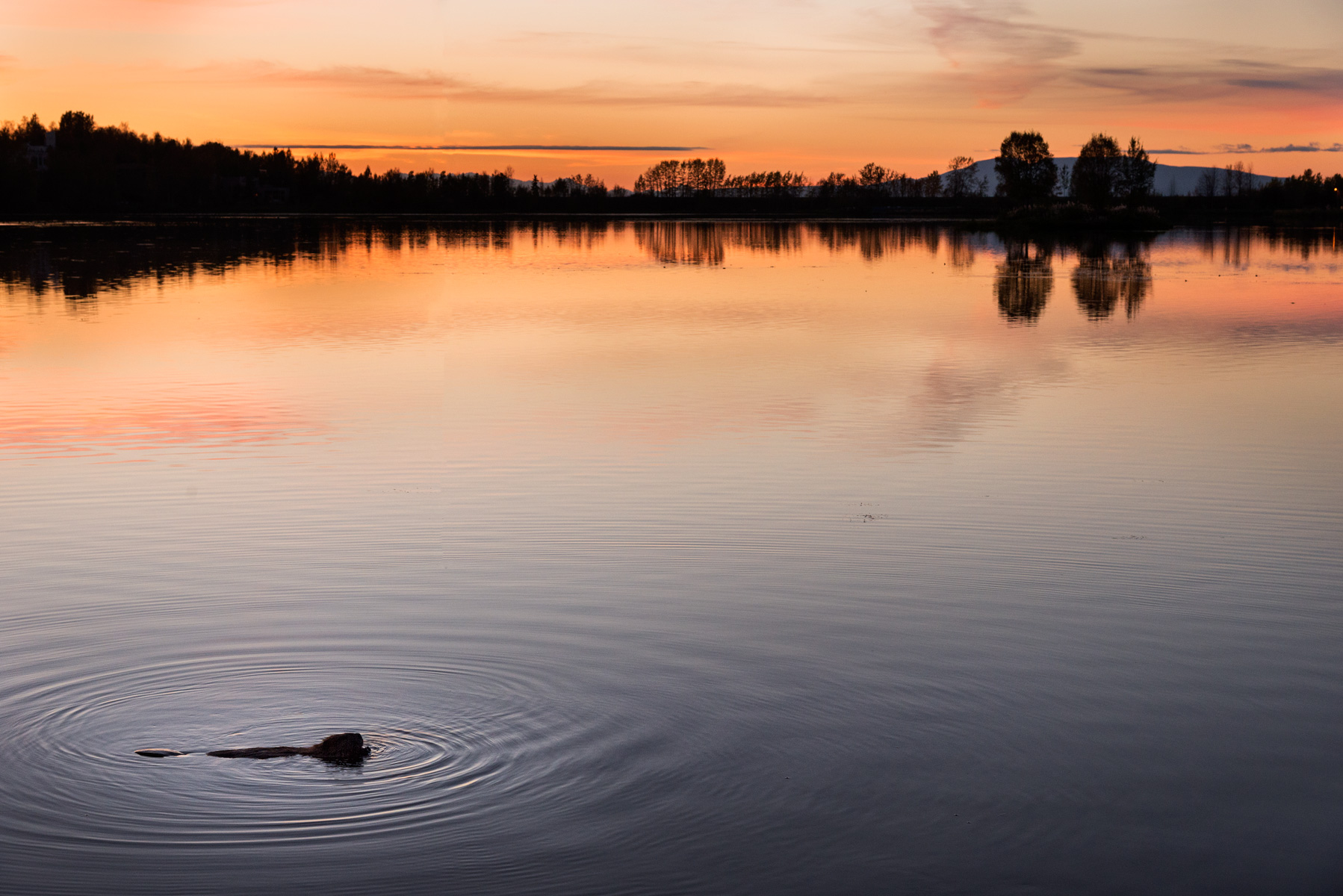 Beaver at sunset...