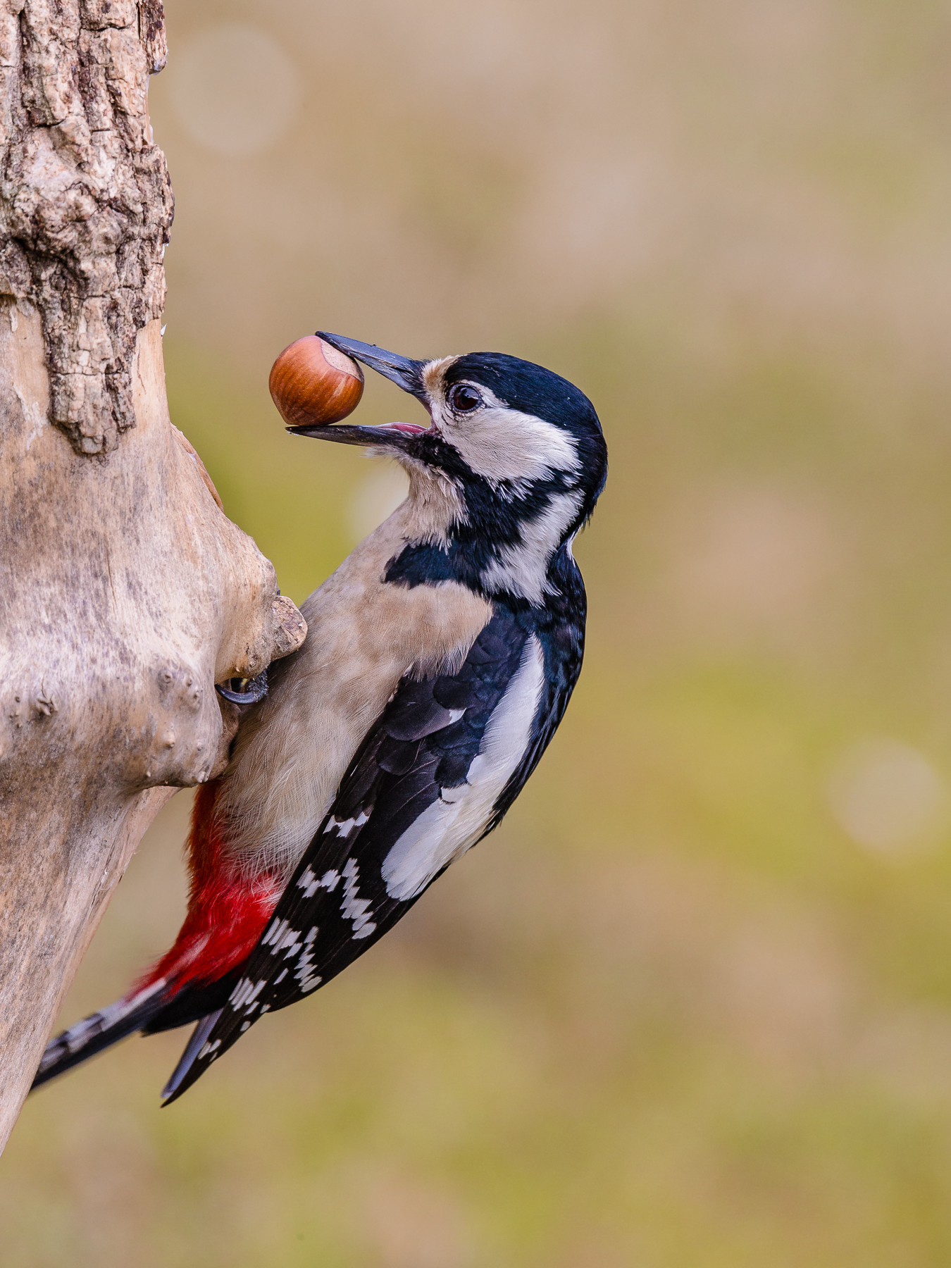 Woodpecker in the garden!...