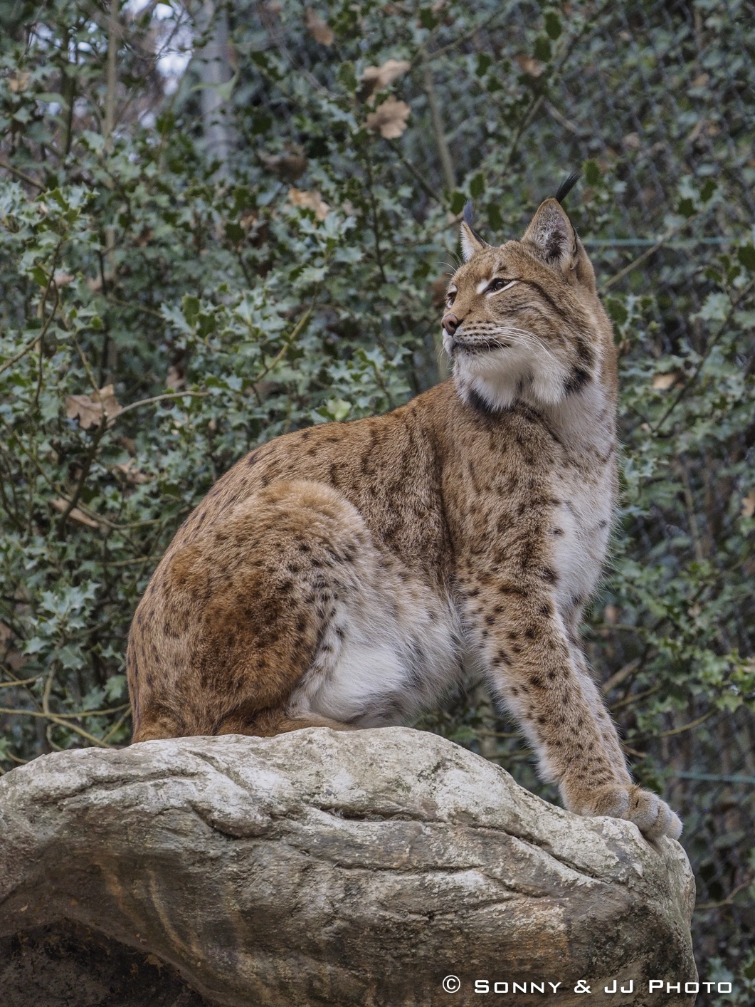 European lynx...