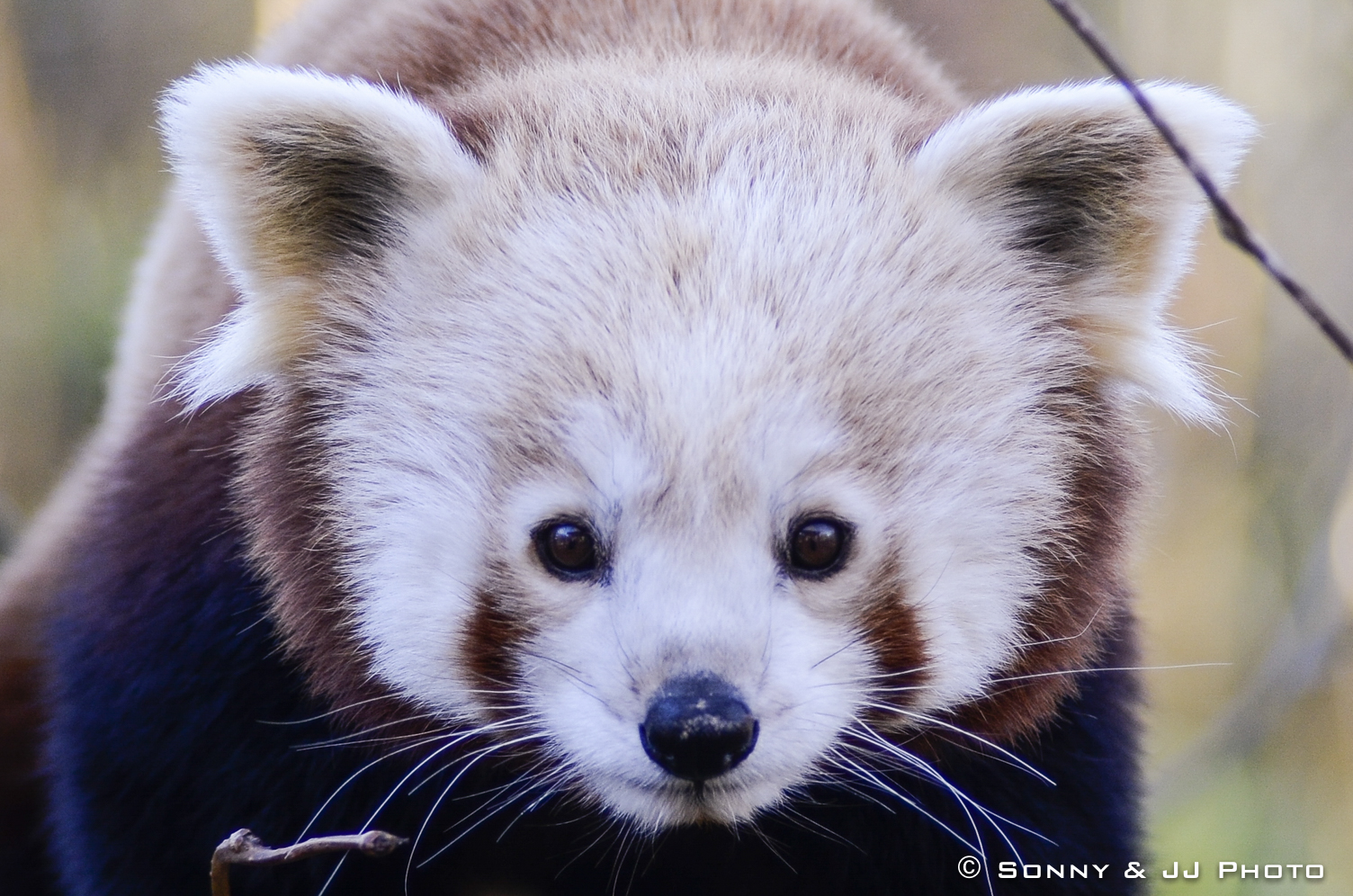 Red Panda...