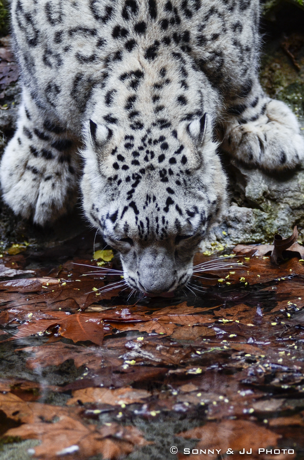 Leopardo delle Nevi...