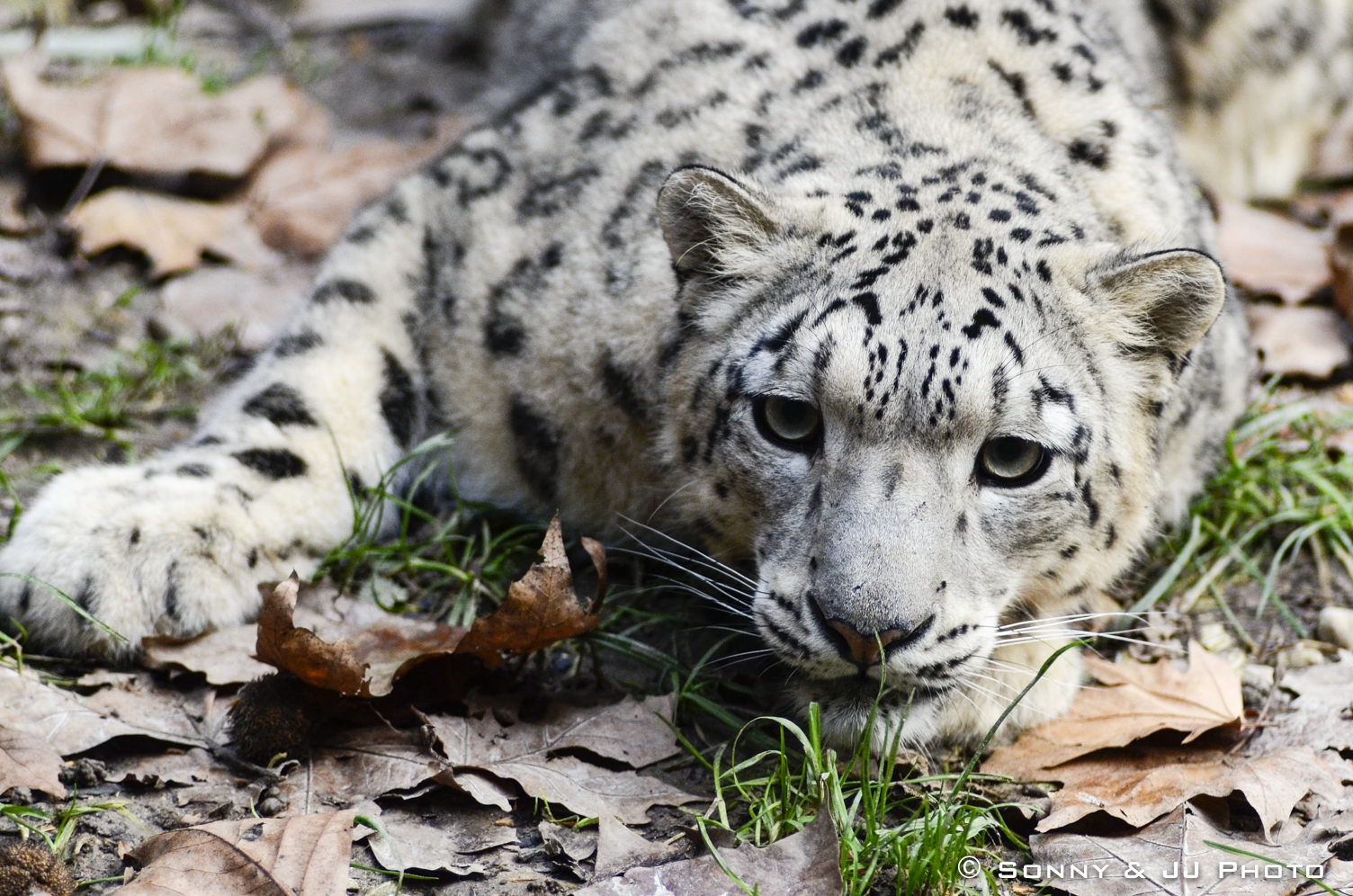 Leopardo delle Nevi...