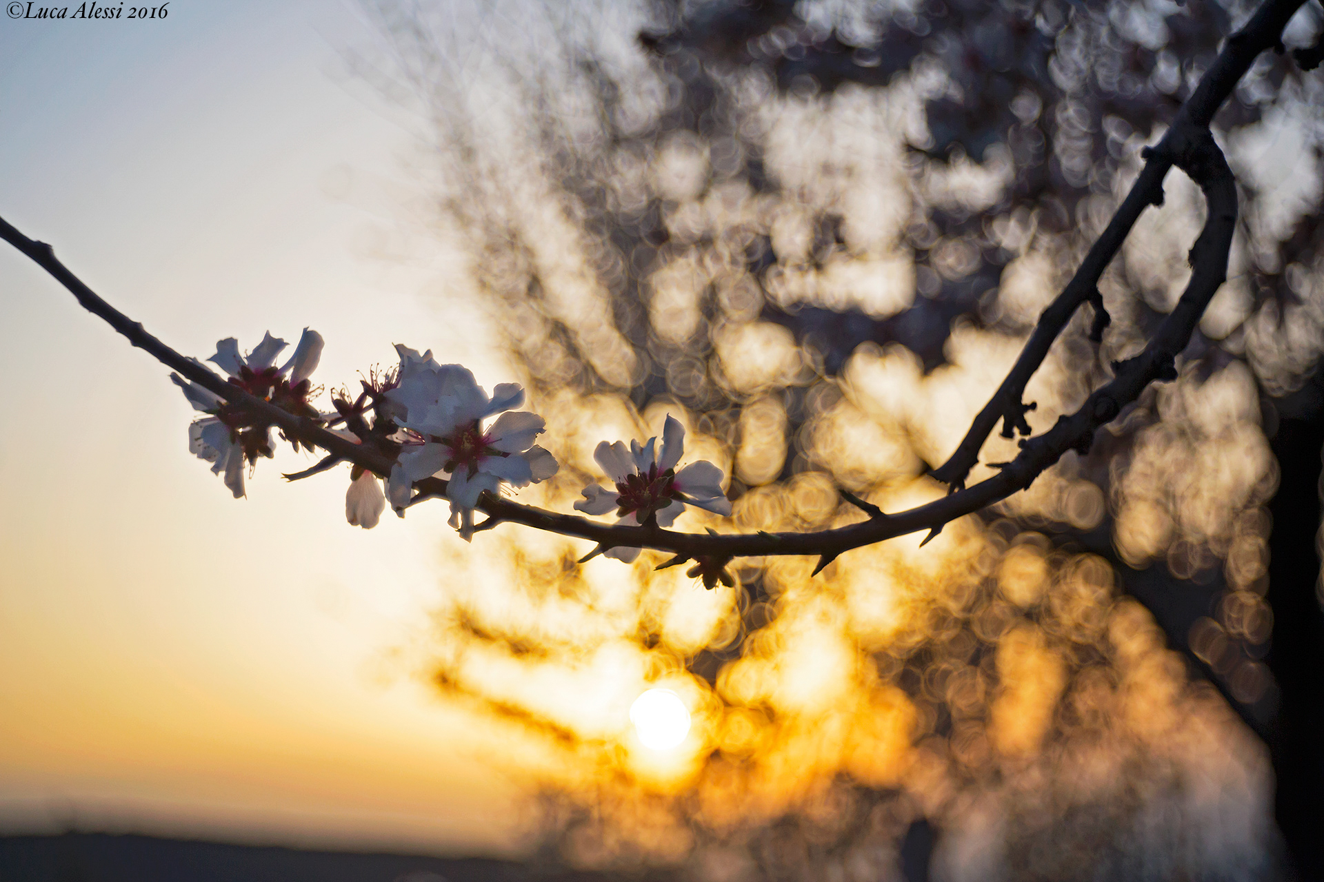 Spring Promise...