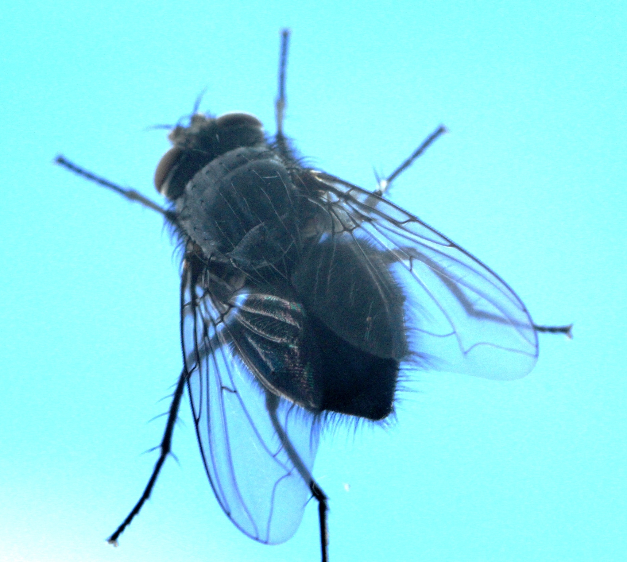 Fly on glass...