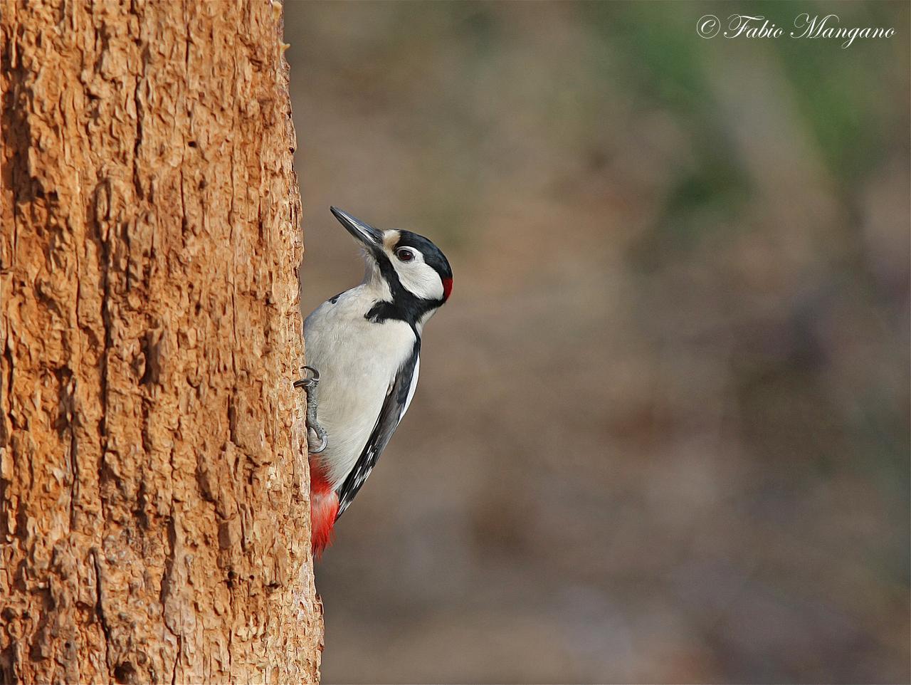 woodpecker...