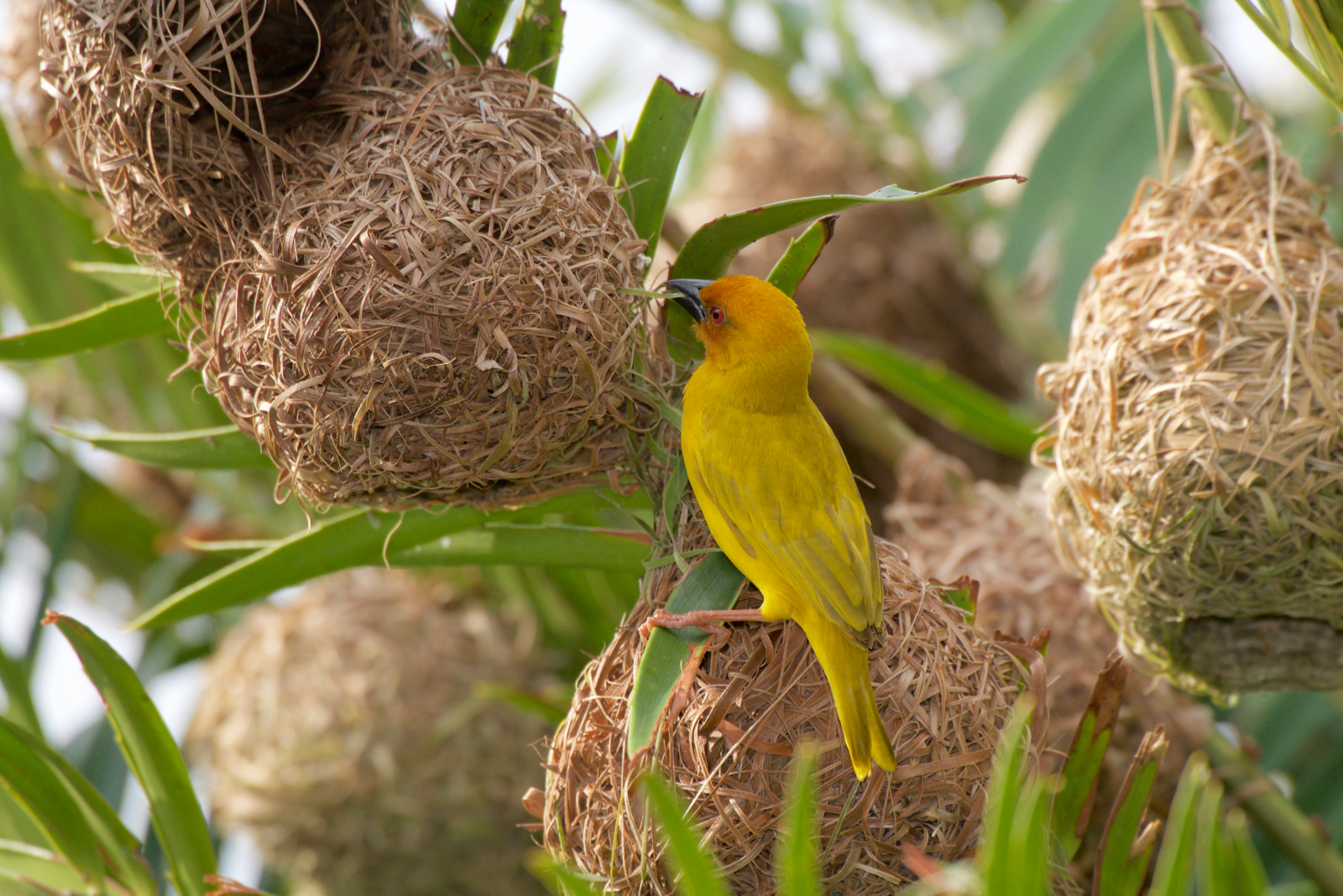 Weaver (Weaverbird) - Tanzania...