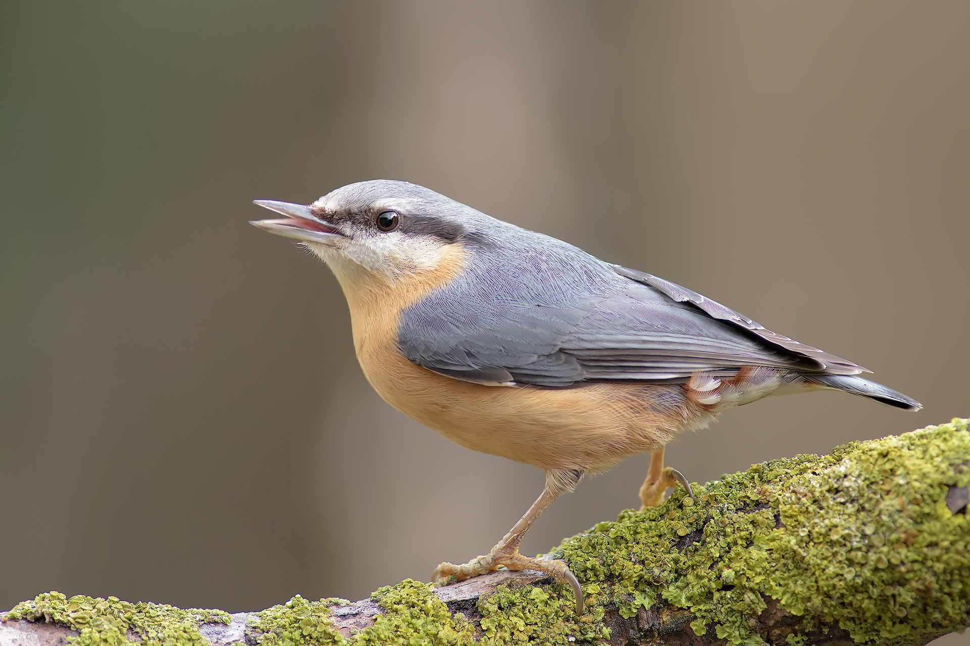 Face to face (1.5m) with Nuthatch...