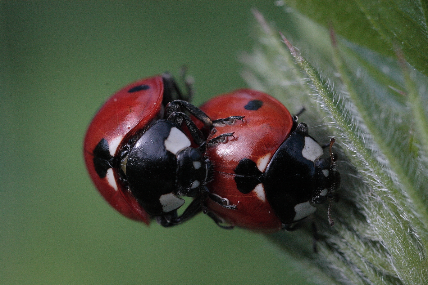 Vita spericolata...