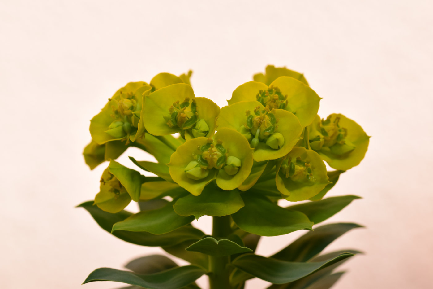 Euphorbia...