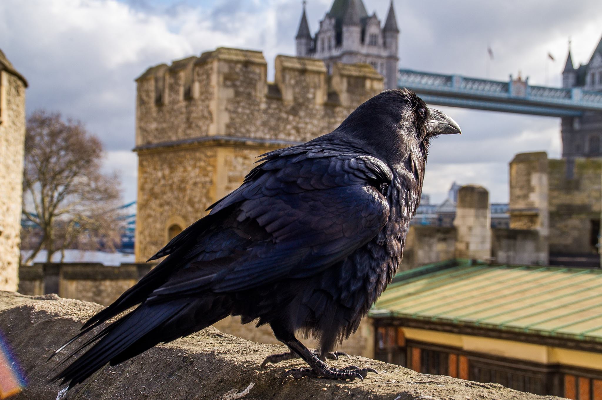 I Corvi della Torre di Londra....